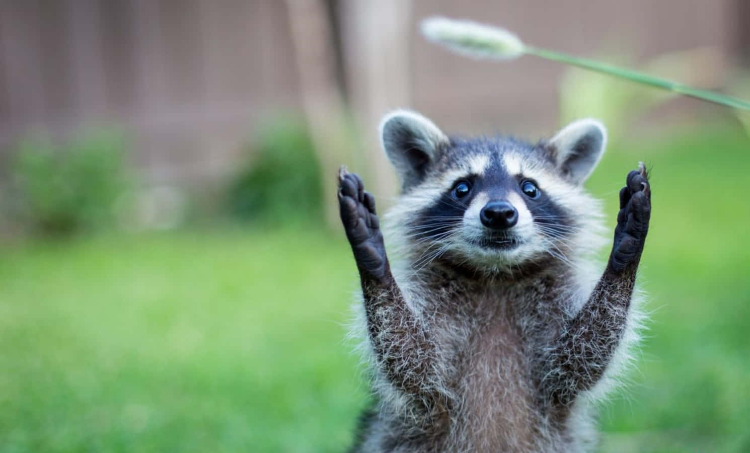 動物 桌布 壁紙 — 一隻好奇的浣熊站在草地上，舉起爪子，好像在後院向鏡頭揮手。