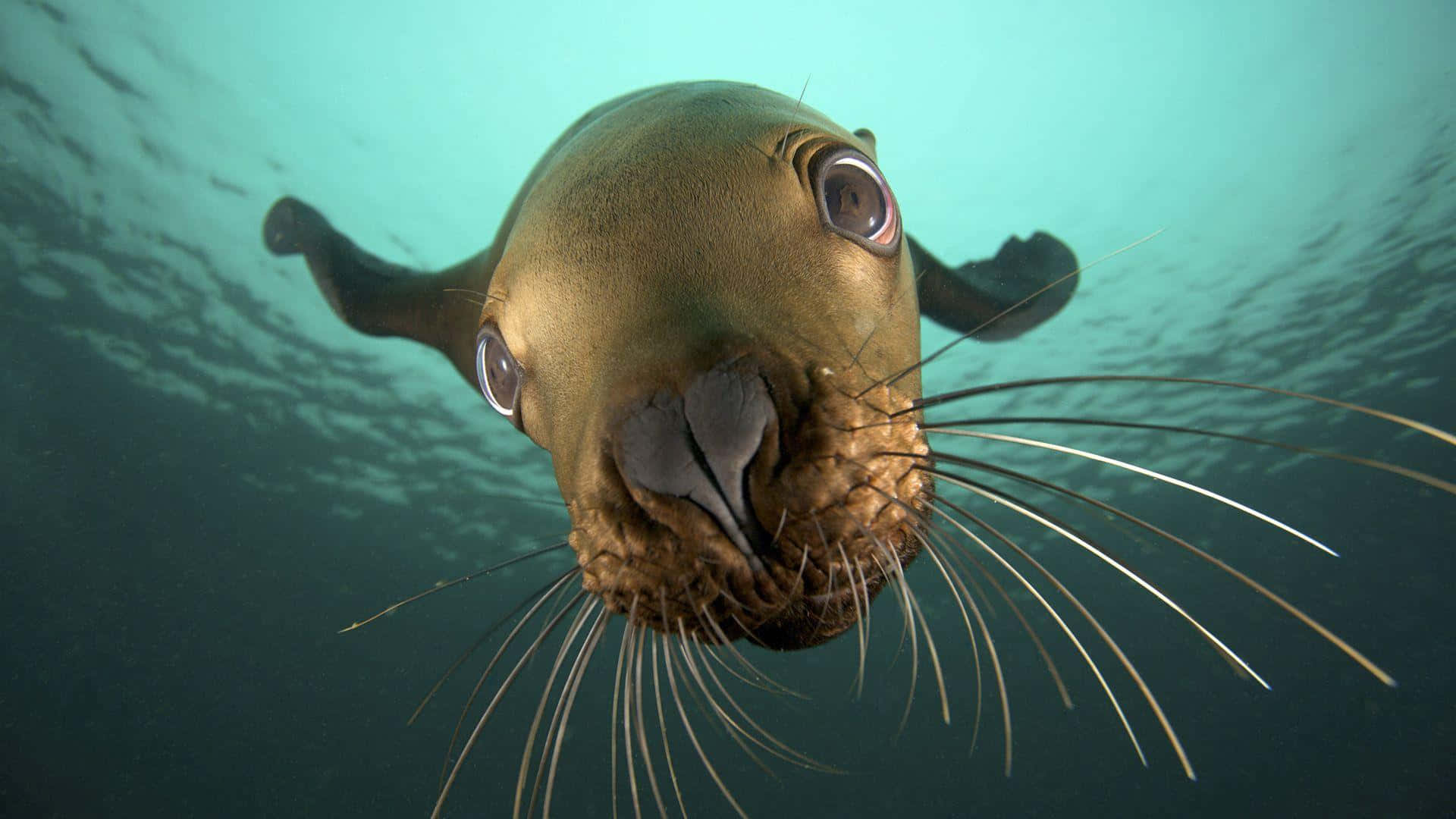 sea lion 桌布 壁紙 — 一隻好奇的海獅在碧綠色的水中睜大眼睛、鬍鬚飄動，朝著鏡頭游來。