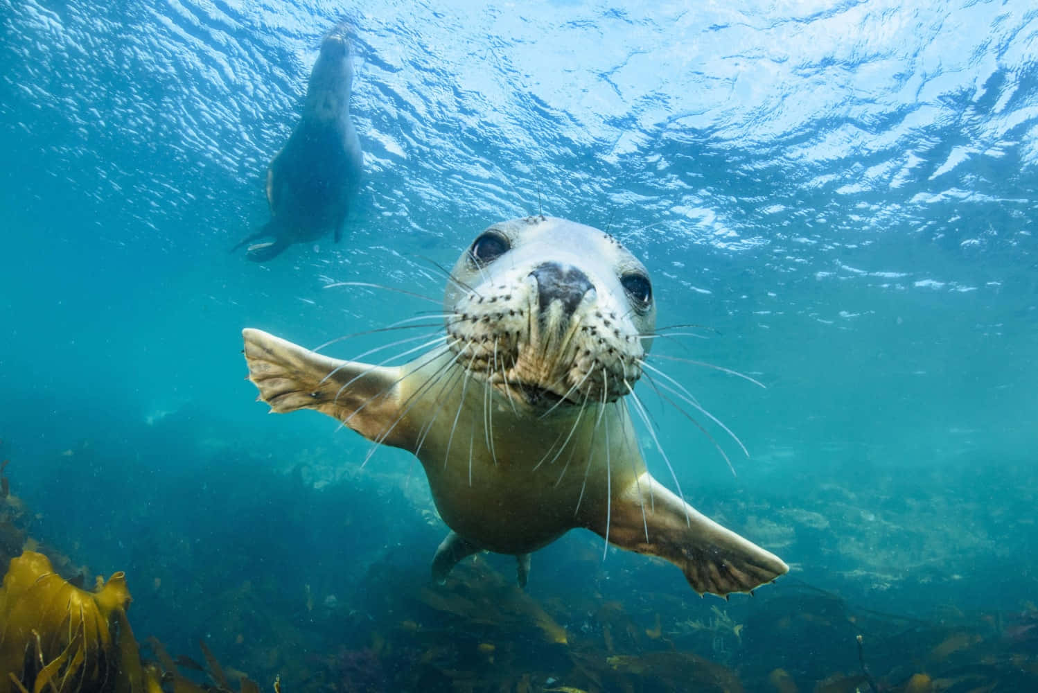 Underwater Ocean 桌布 壁紙 — 一隻好奇的海豹幼崽在水下向鏡頭游來，遠處可見另一隻海豹。