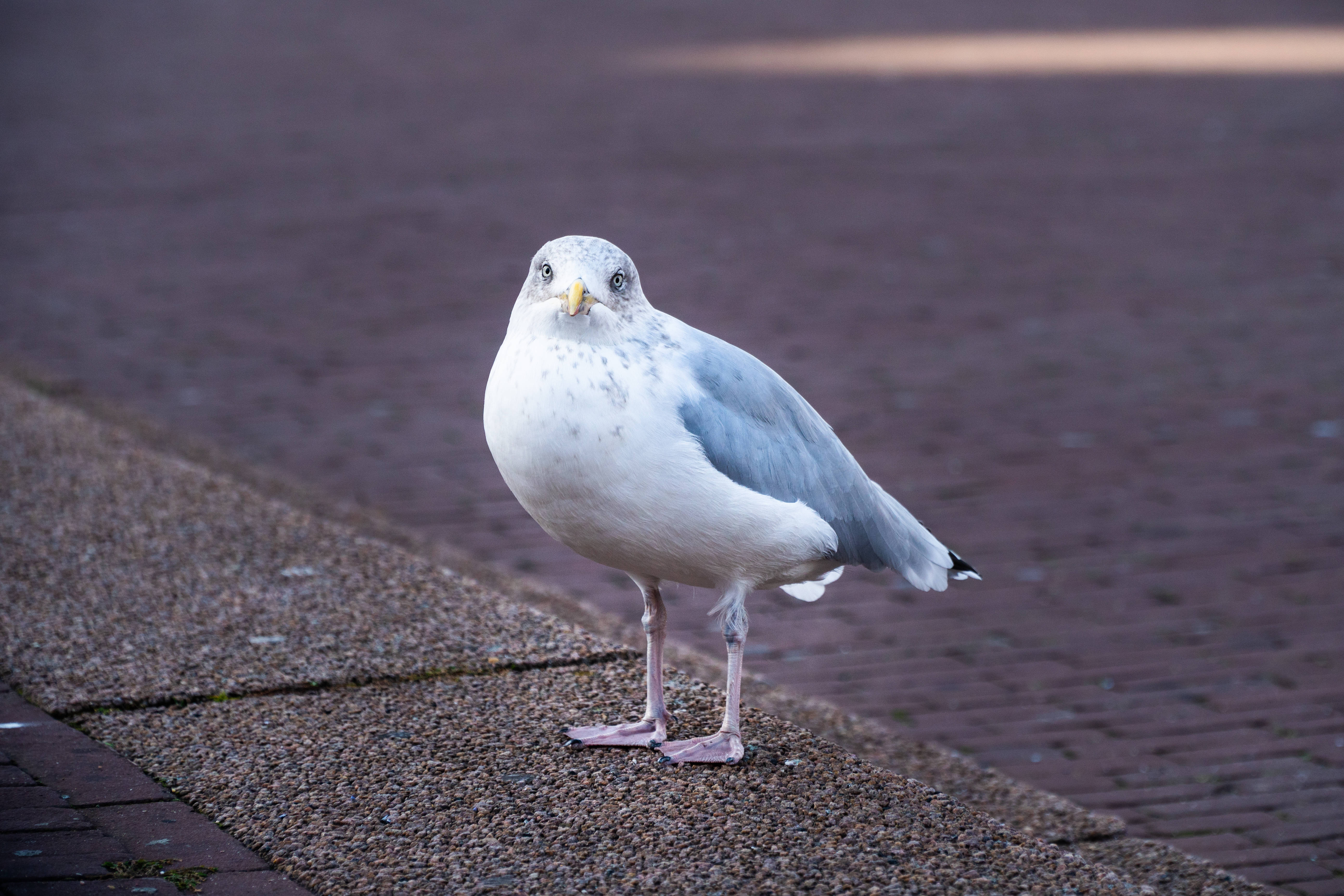 鳥 桌布 壁紙 — 一隻好奇的海鷗在柔和的暮光下警覺地站在有紋理的路邊。
