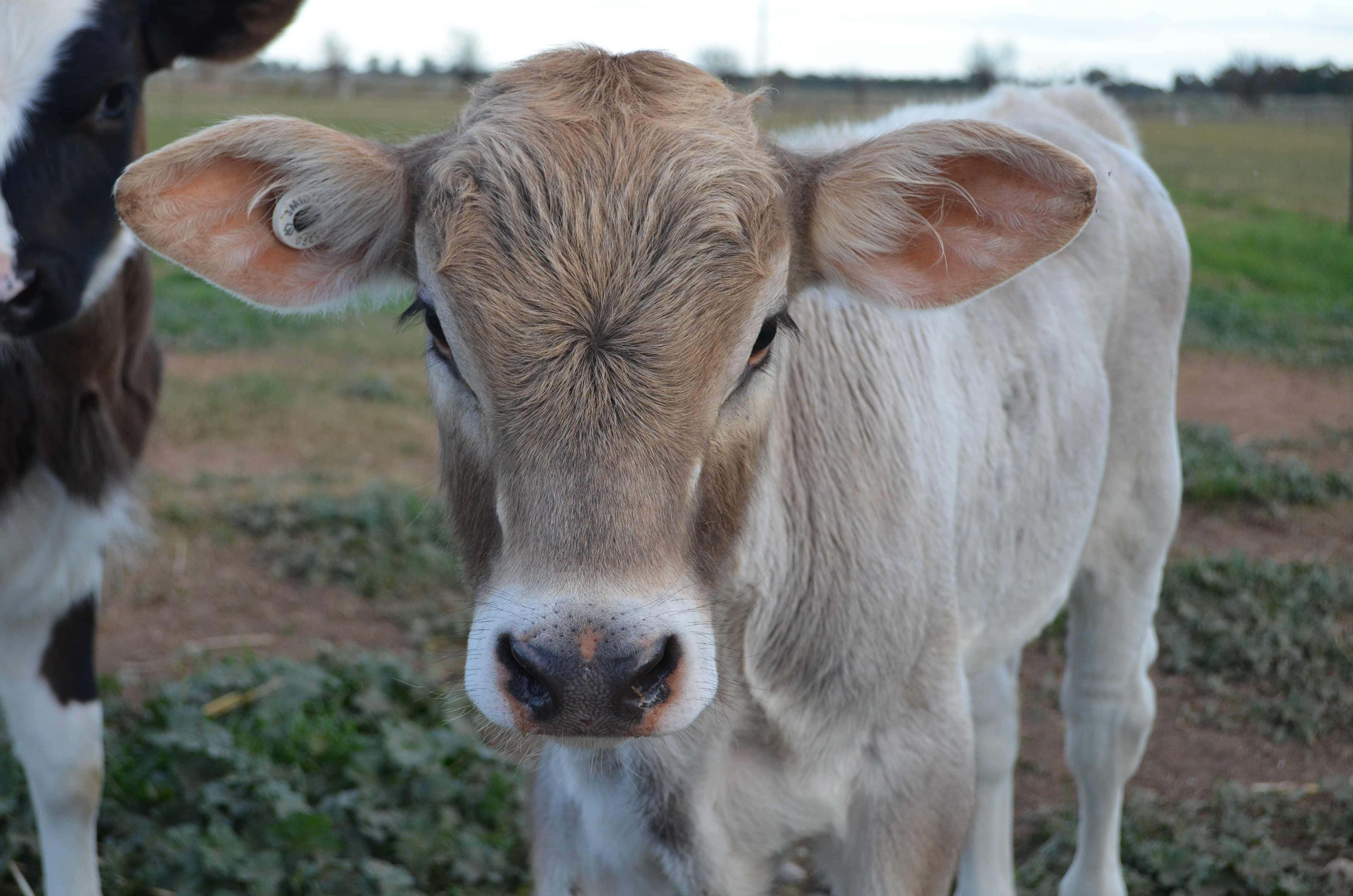 Brown Swiss Cow 桌布 壁紙 — 一隻好奇的淺棕色小牛，有大耳朵，在草地上直視鏡頭，附近有另一隻牛。