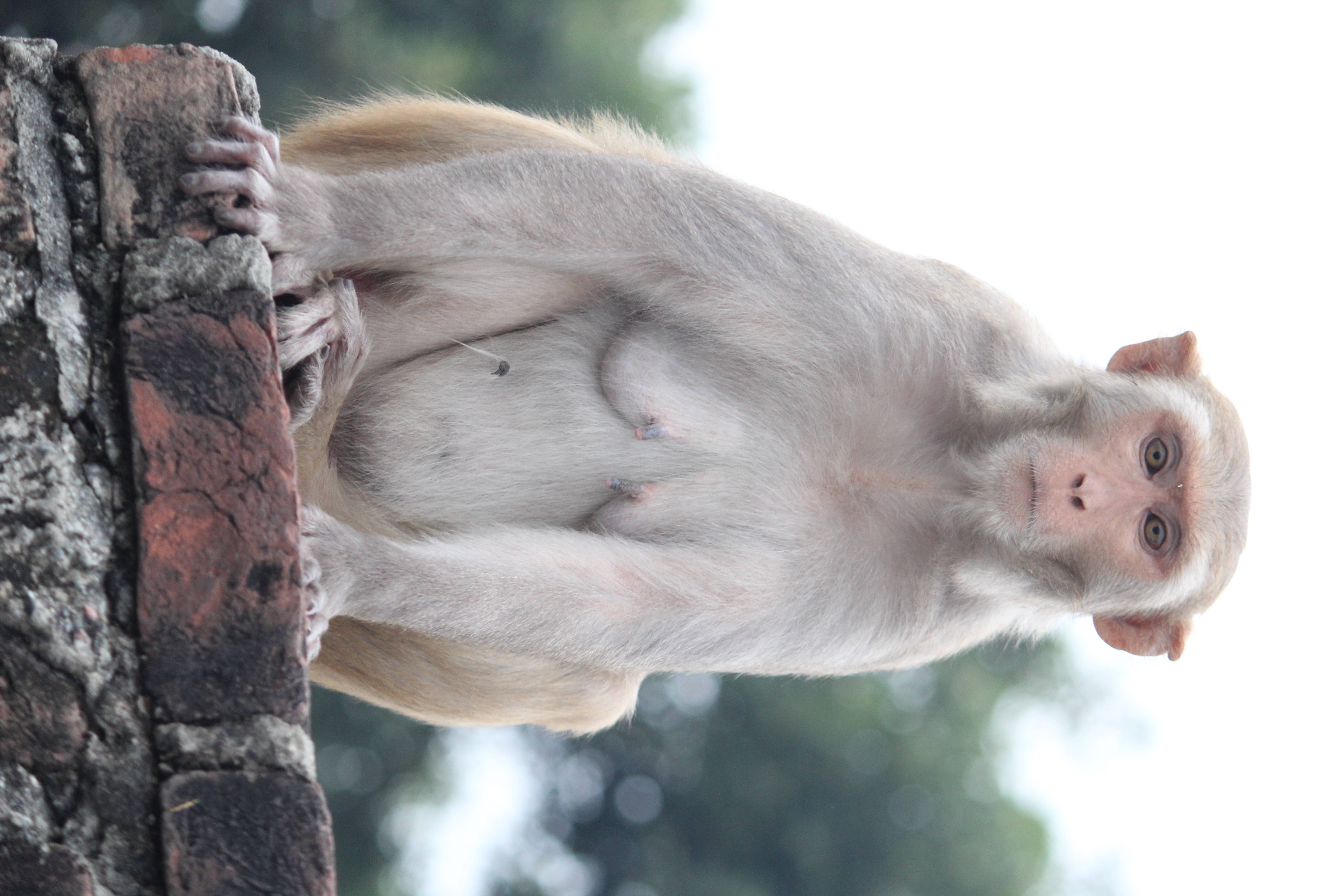 Funny Monkey 桌布 壁紙 — 一隻好奇的淺色毛猴子攀附在風化的磚牆上，背景是柔和模糊的綠色。
