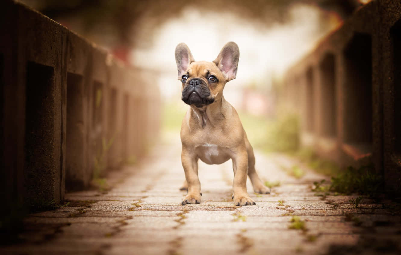 Bulldog 桌布 壁紙 — 一隻好奇的淺黃色法國鬥牛犬幼犬在鵝卵石小徑上警覺地站立，小徑兩旁是風化的混凝土屏障。