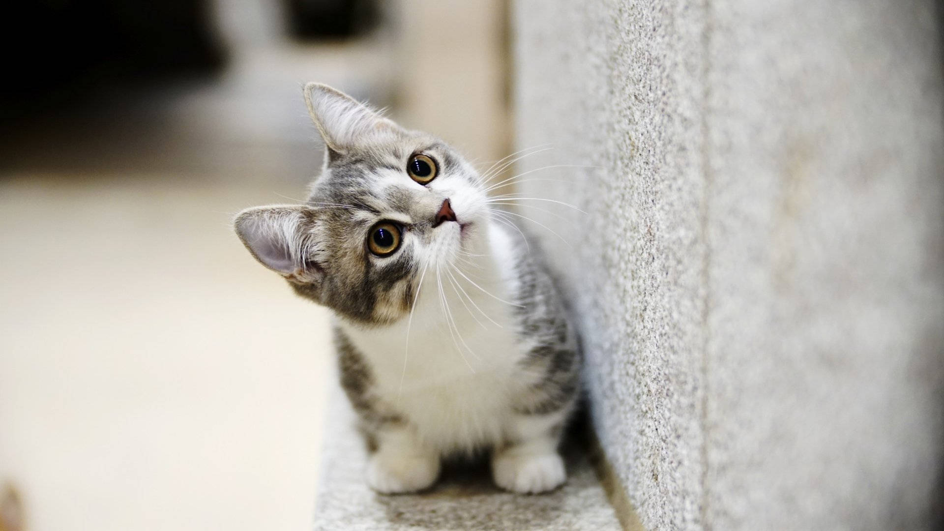 happy cat 桌布 壁紙 — 一隻好奇的灰白色小貓坐在石頭邊緣，用大大的琥珀色眼睛向上看。