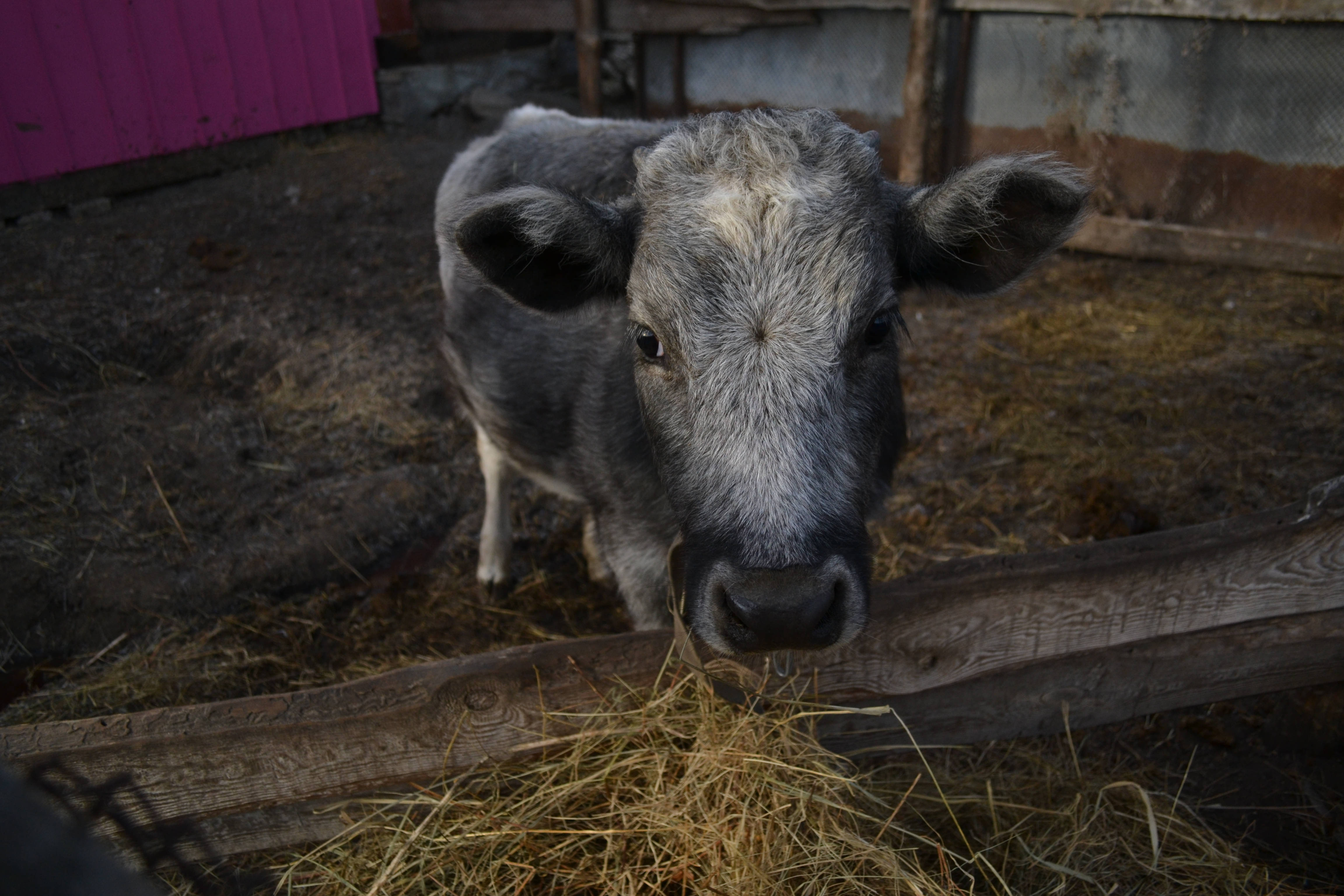 Cute Cow 桌布 壁紙 — 一隻好奇的灰色小牛，白色口鼻，從木柵欄上探頭望向鄉村穀倉裡的乾草堆。