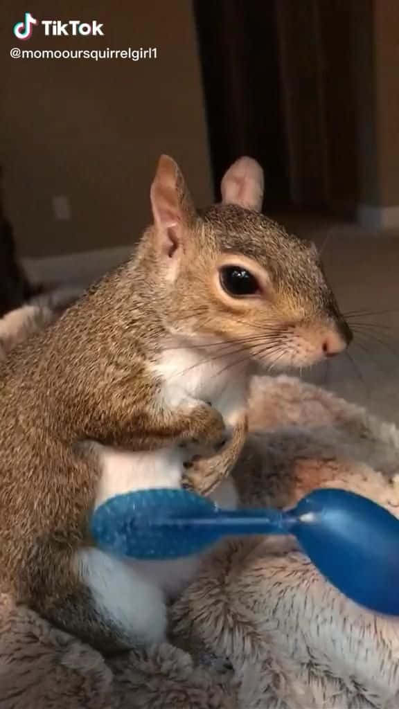 Funny Squirrel 桌布 壁紙 — 一隻好奇的灰色松鼠直坐在毛茸茸的毯子上，用爪子拿著一個藍色塑膠玩具。
