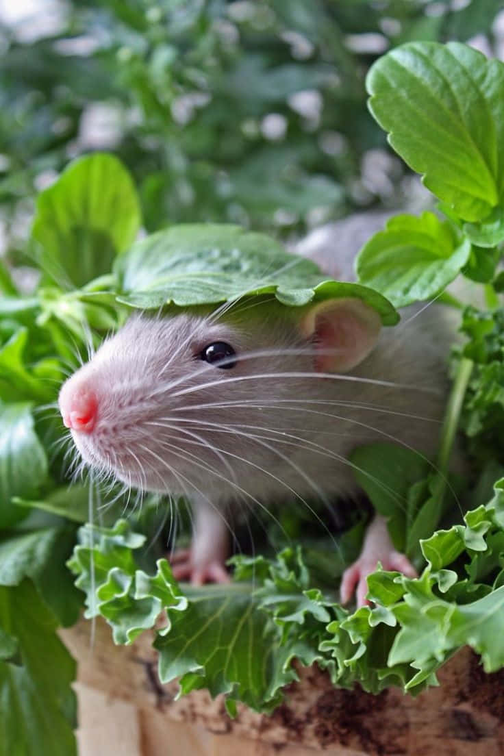 Rat 桌布 壁紙 — 一隻好奇的灰色老鼠從鮮綠色葉菜後面探出頭來，伴隨著柔和自然光。