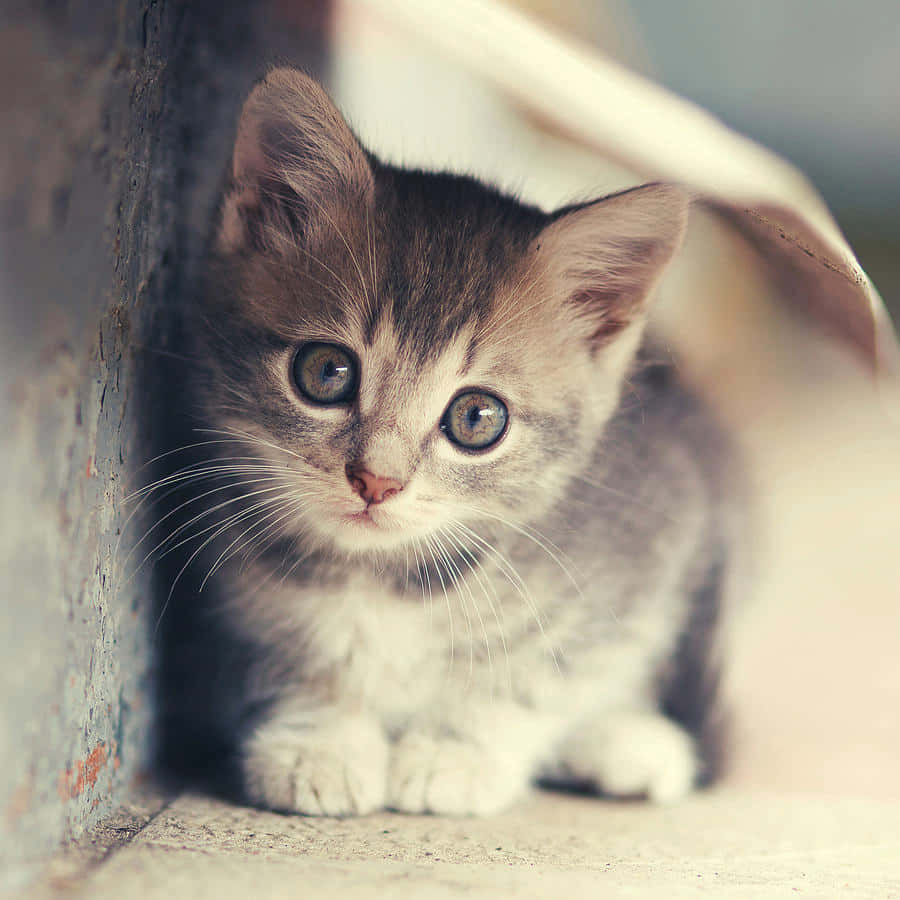 cute kitty 桌布 壁紙 — 一隻好奇的灰色虎斑小貓，有著綠色大眼睛，在有紋理的牆前，從毯子下面探出頭來。