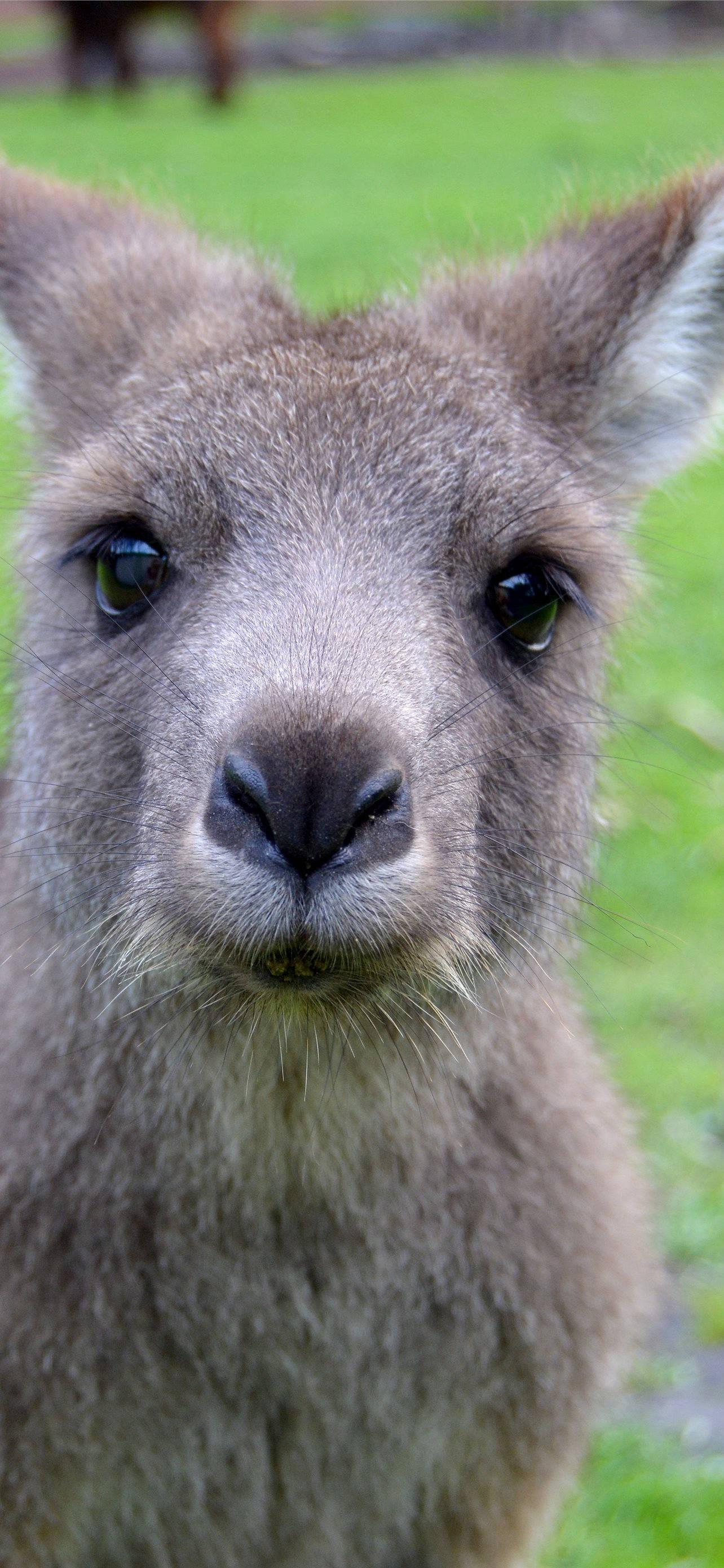 Kangaroo 桌布 壁紙 — 一隻好奇的灰色袋鼠特寫，深色眼睛直視鏡頭，背景是模糊的綠色草地。