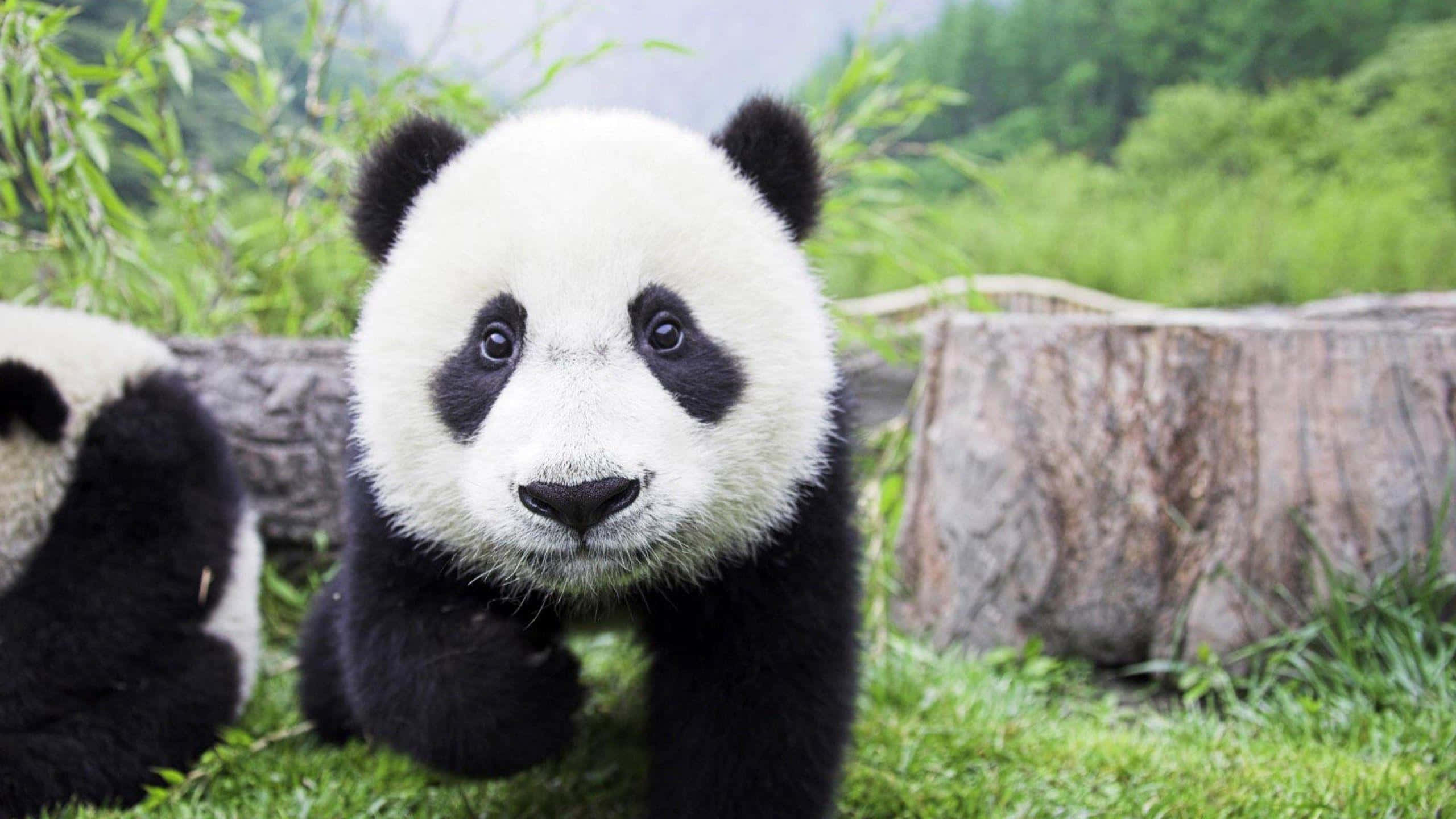 Cute Panda 桌布 壁紙 — 一隻好奇的熊貓寶寶，有著毛茸茸的黑白毛髮，穿過茂密的綠色森林向鏡頭走來。
