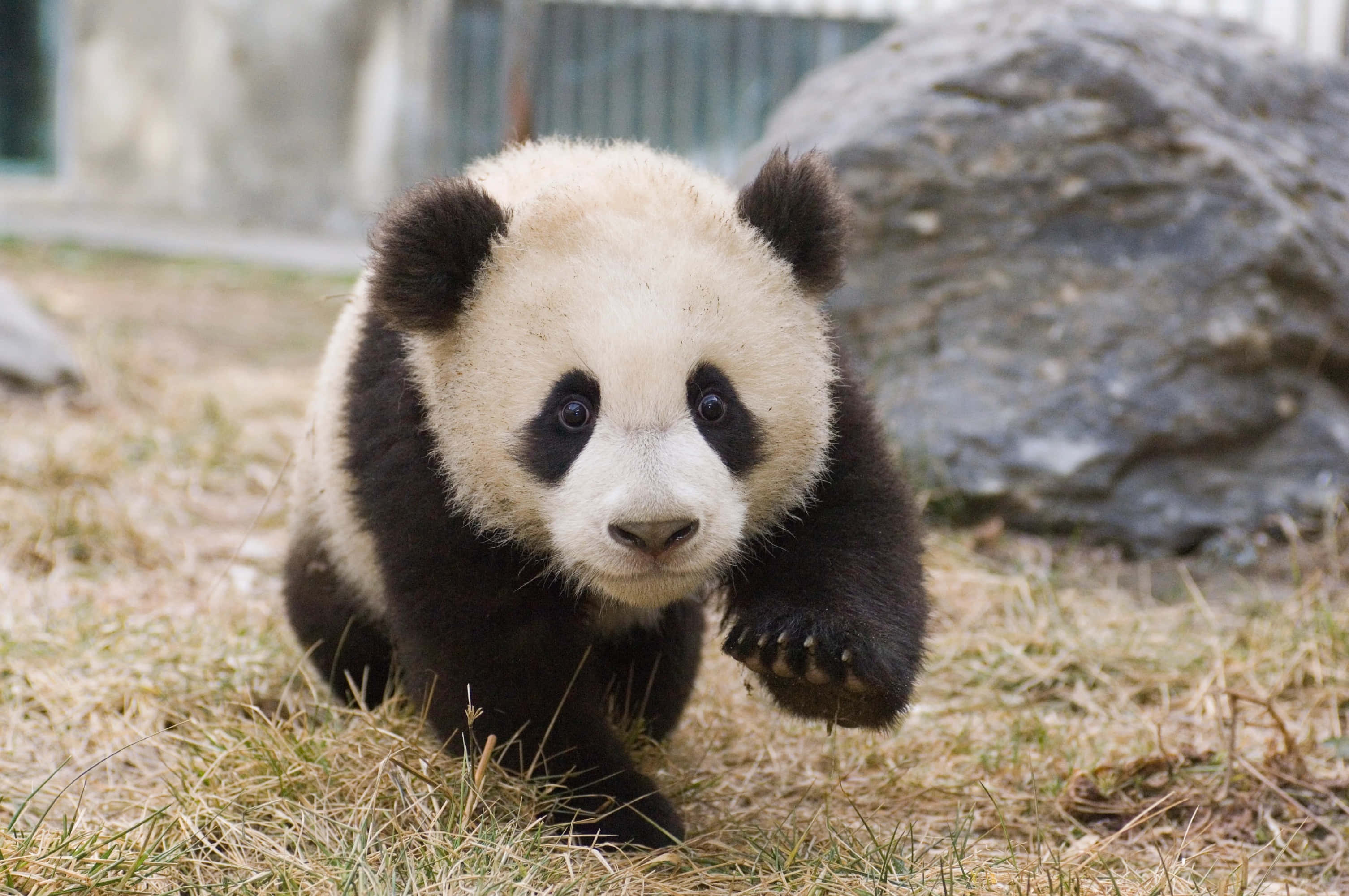Cute Panda 桌布 壁紙 — 一隻好奇的熊貓寶寶穿過乾草向鏡頭走來，身後有一塊大岩石。