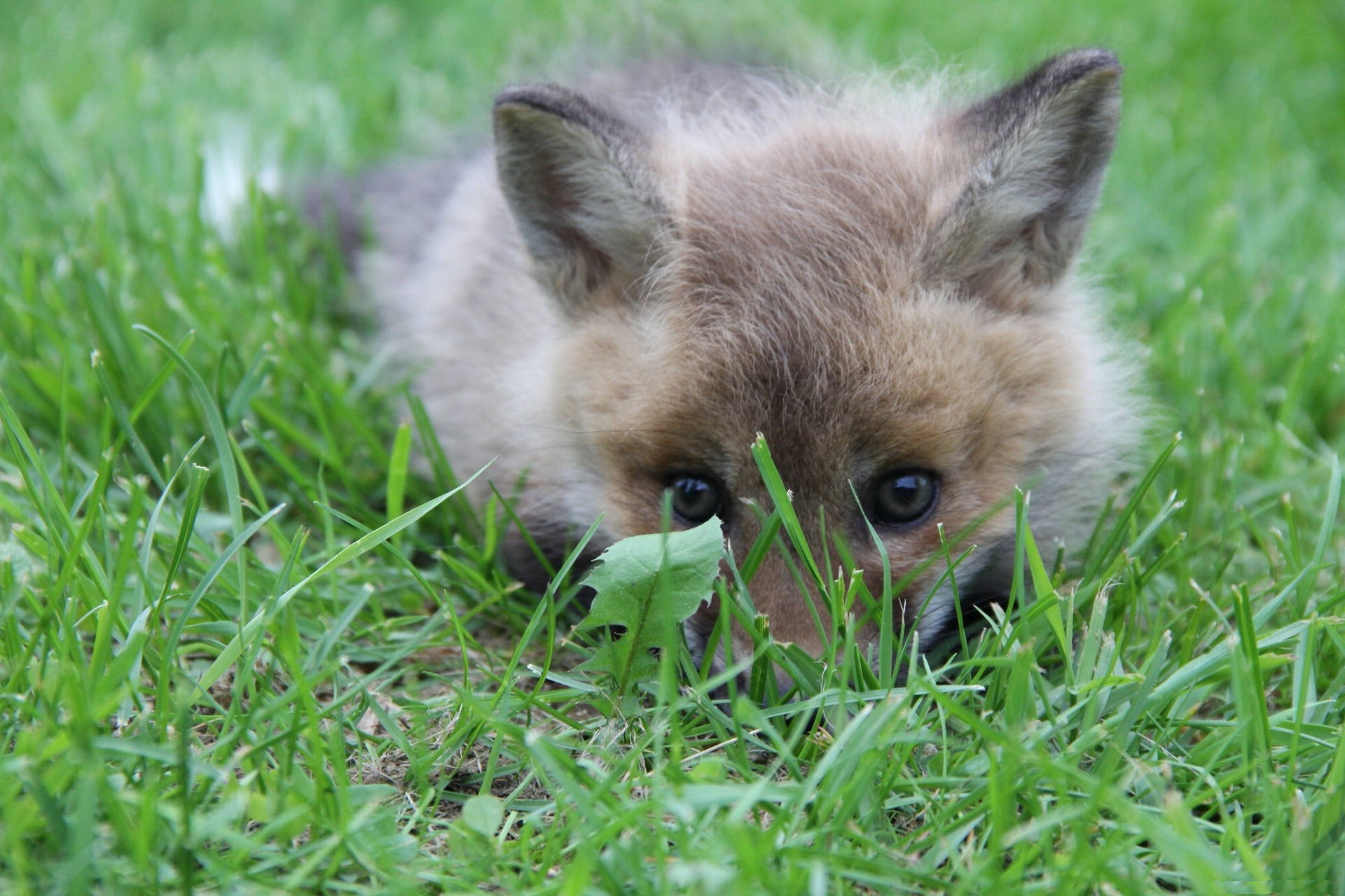 cute kawaii fox 桌布 壁紙 — 一隻好奇的狐狸寶寶透過充滿活力的綠色草叢窺視，有著又大又黑的眼睛和柔軟的棕色毛髮。