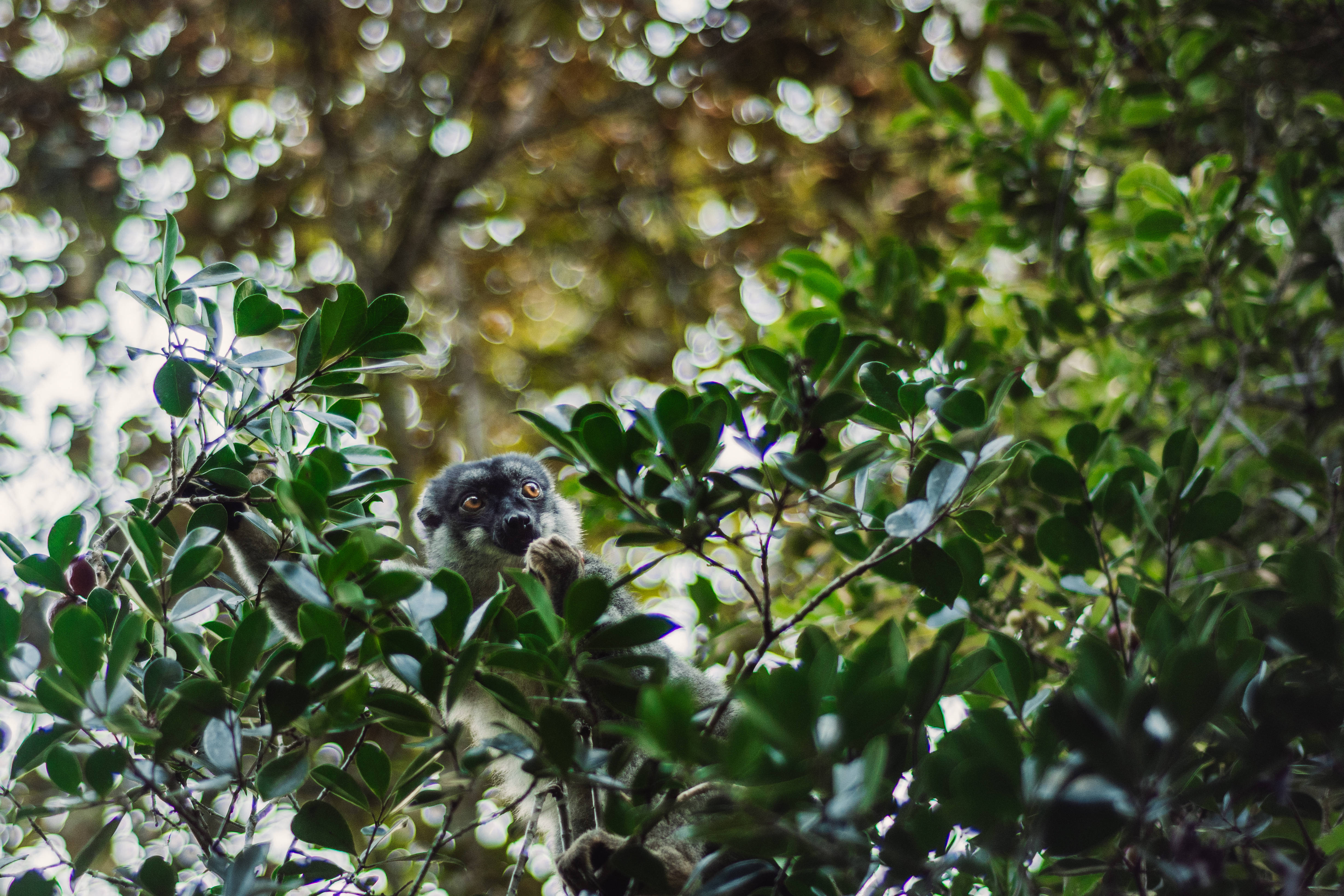 Madagascar 桌布 壁紙 — 一隻好奇的狐猴在陽光斑駁的森林中，穿過茂密的綠色樹葉，用明亮的眼睛偷看。