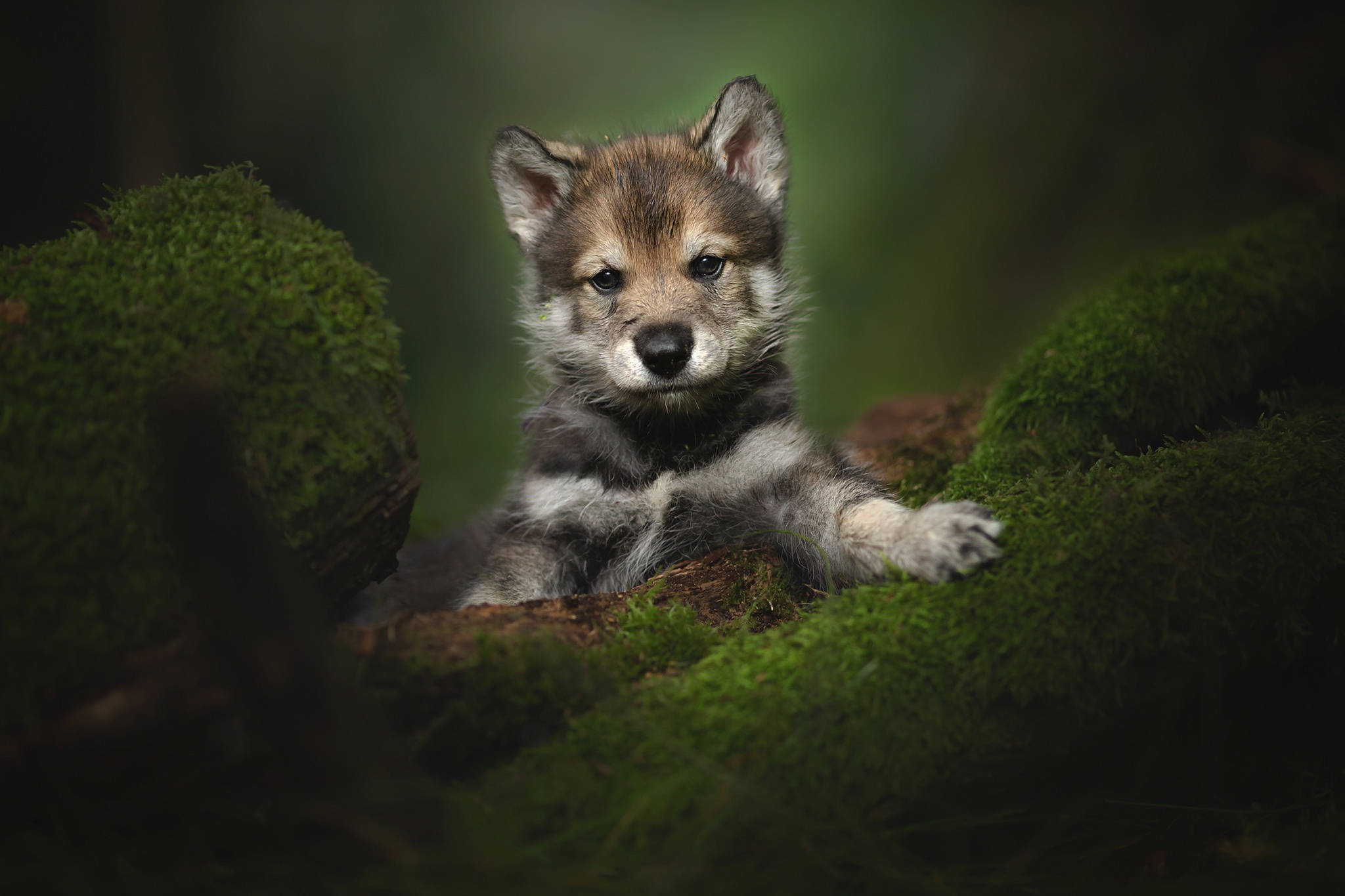 Cute Puppy 桌布 壁紙 — 一隻好奇的狼崽，毛色柔軟灰褐，在昏暗的森林中休息於長滿苔蘚的木頭上，直視觀看者。