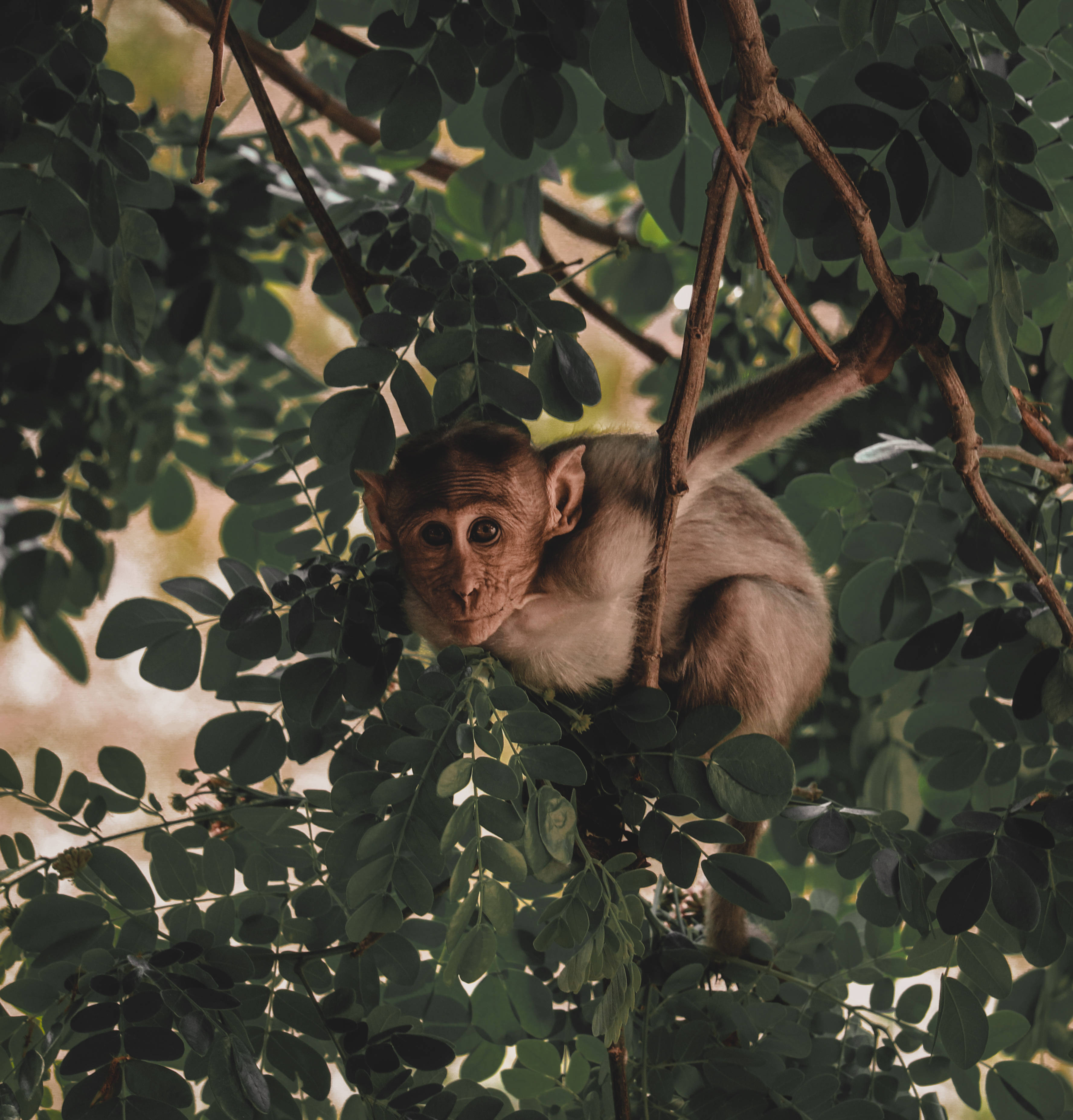 Funny Monkey 桌布 壁紙 — 一隻好奇的猴子在樹枝上穿過茂密的綠色樹葉偷看，它的大眼睛直視著觀眾。