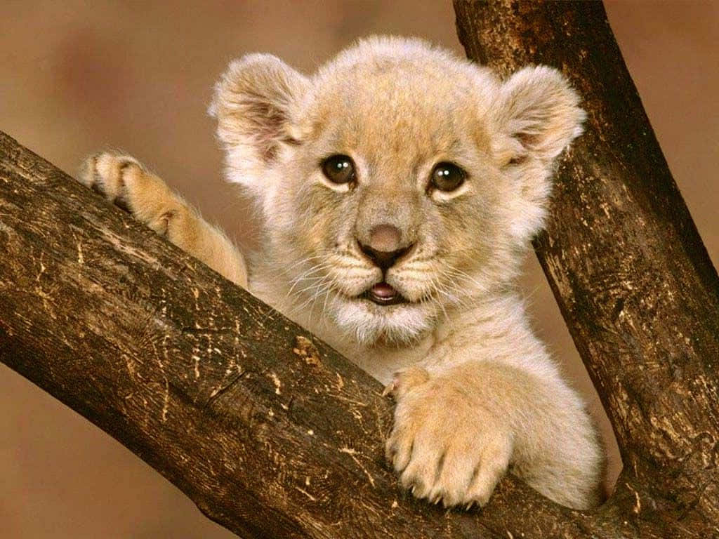 Baby Lion 桌布 壁紙 — 一隻好奇的獅子寶寶，擁有柔軟金色毛髮，從粗樹枝上向下看，小小的爪子抓緊樹皮。