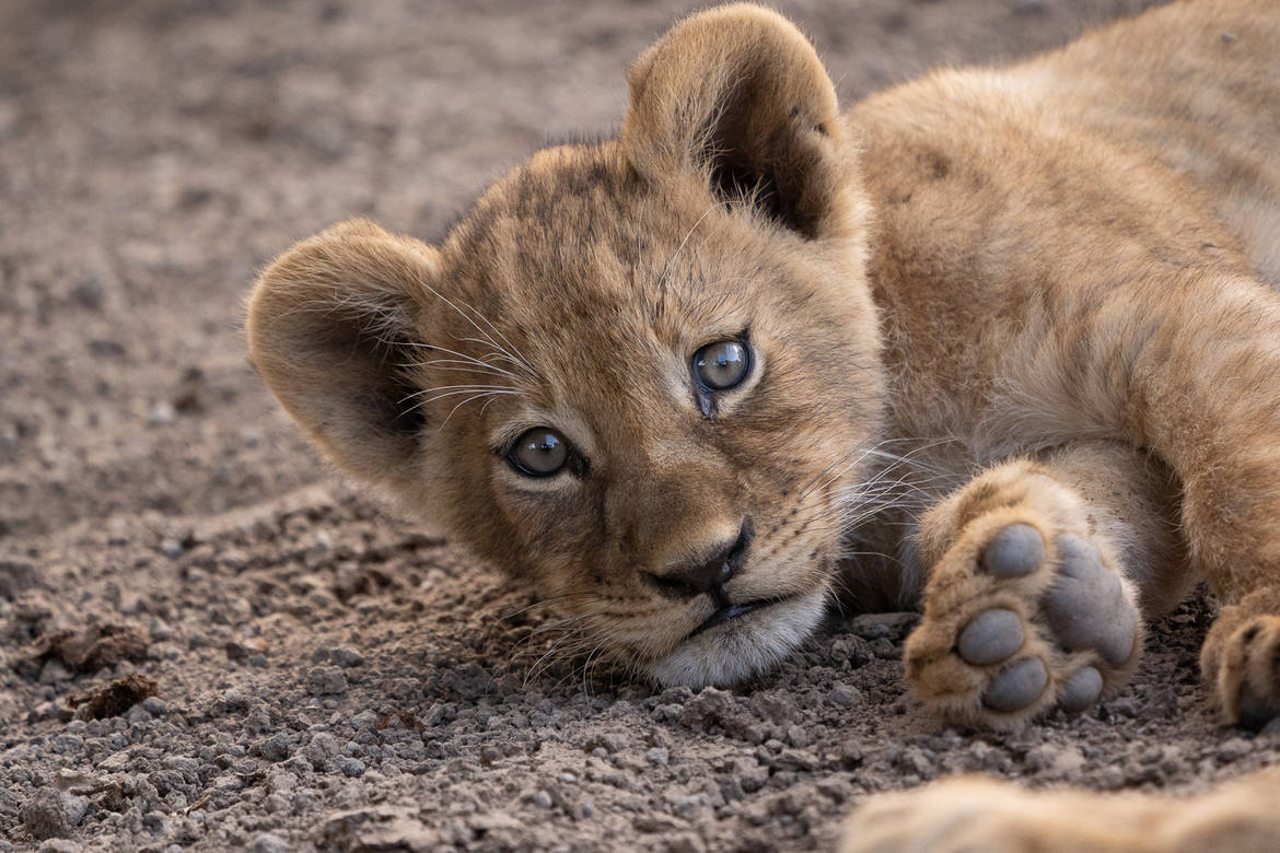 Baby Lion 桌布 壁紙 — 一隻好奇的獅子寶寶，有著大大的藍色眼睛，躺在沙礫地上，直視鏡頭。