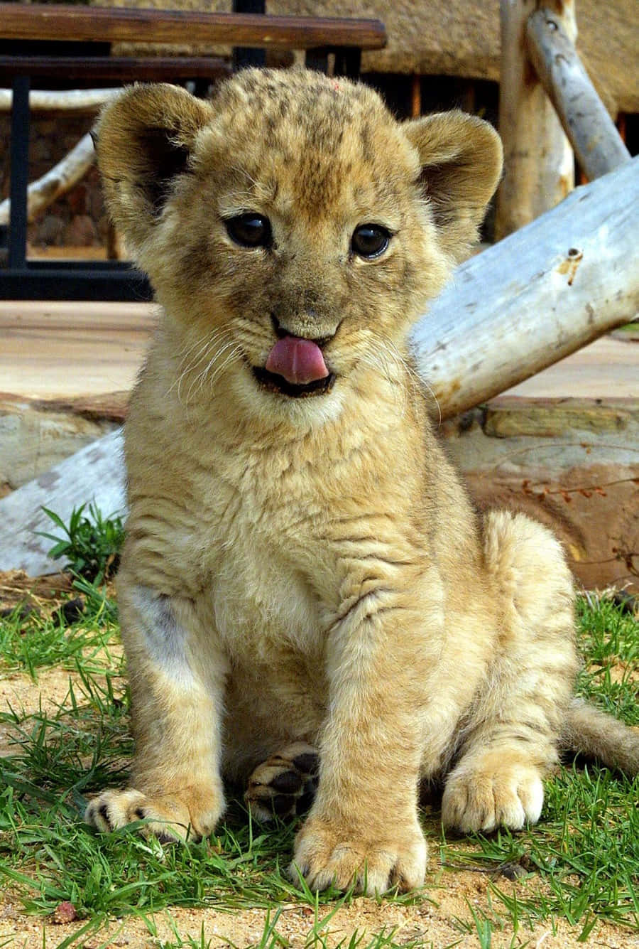 Baby Lion 桌布 壁紙 — 一隻好奇的獅子寶寶坐在草地上，伸出舌頭直視鏡頭。