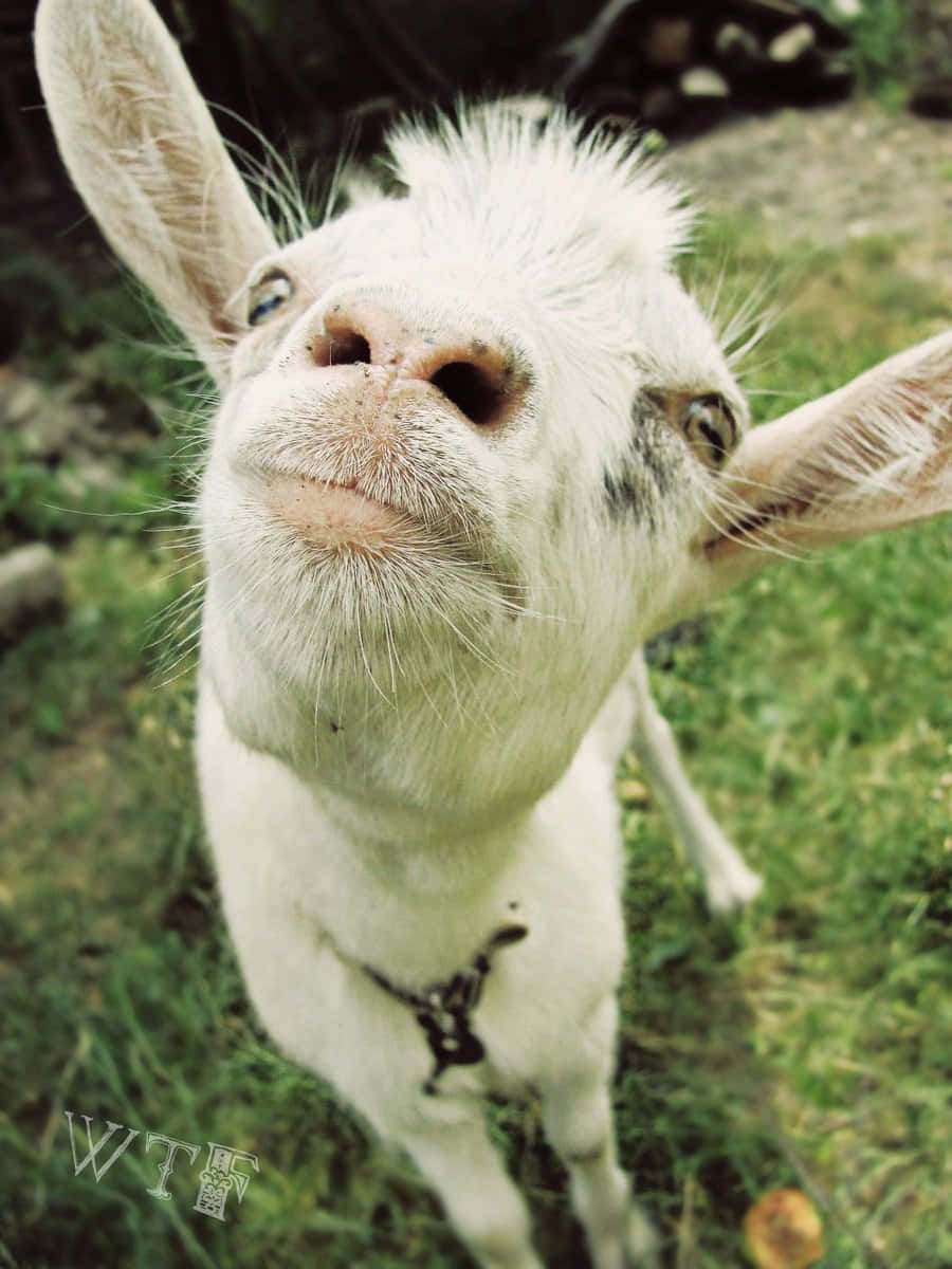 動物 桌布 壁紙 — 一隻好奇的白山羊，毛茸茸的毛髮和大眼睛，在草地戶外環境中頑皮地抬頭看著相機。