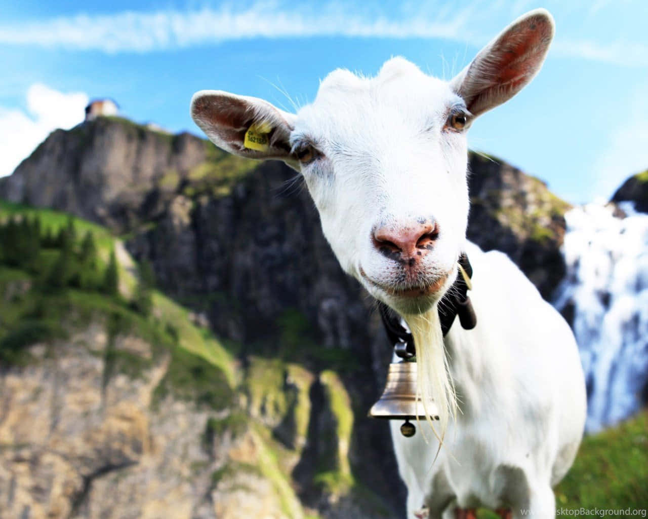 動物 桌布 壁紙 — 一隻好奇的白山羊，脖子上掛著鈴鐺，在崎嶇的山脈和瀑布背景下直視鏡頭。