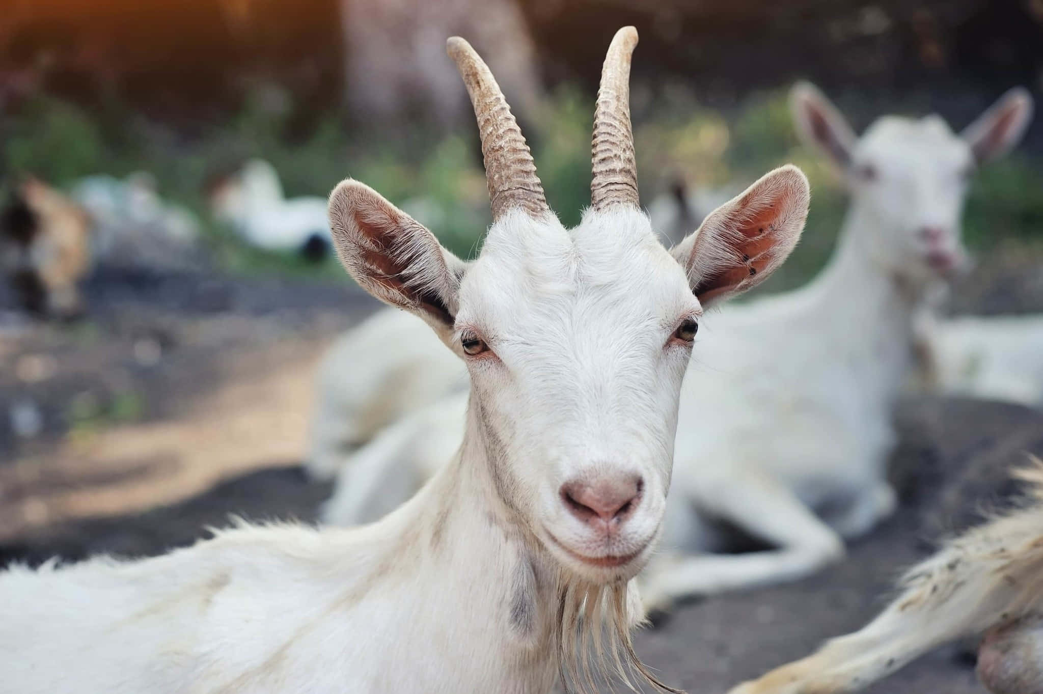 動物 桌布 壁紙 — 一隻好奇的白山羊，長有彎曲的角，在陽光明媚的戶外環境中直視鏡頭的特寫。