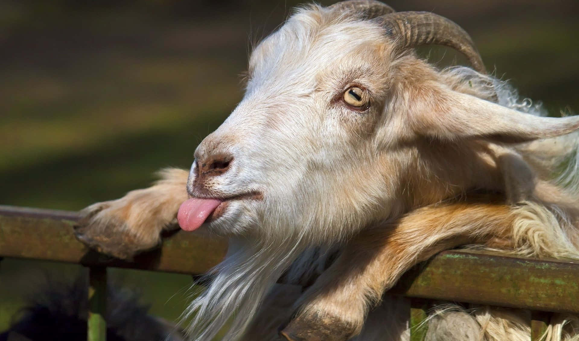 動物 桌布 壁紙 — 一隻好奇的白山羊，長著彎曲的角，在明亮的陽光下把頭靠在木柵欄上，伸出粉紅色的舌頭。