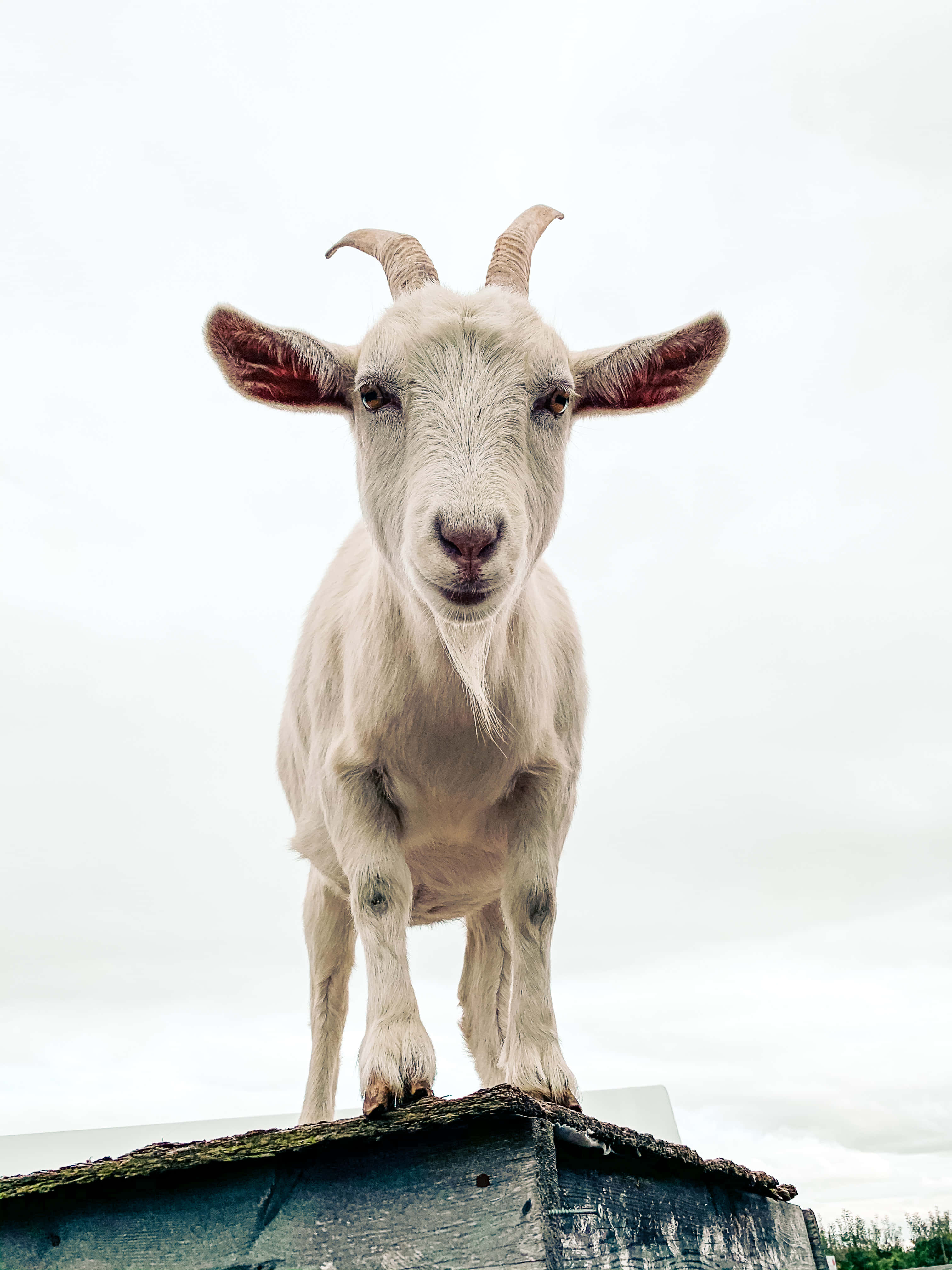 動物 桌布 壁紙 — 一隻好奇的白山羊，長著彎曲的角，警覺地站在風化的木屋頂上，背景是蒼白的天空。