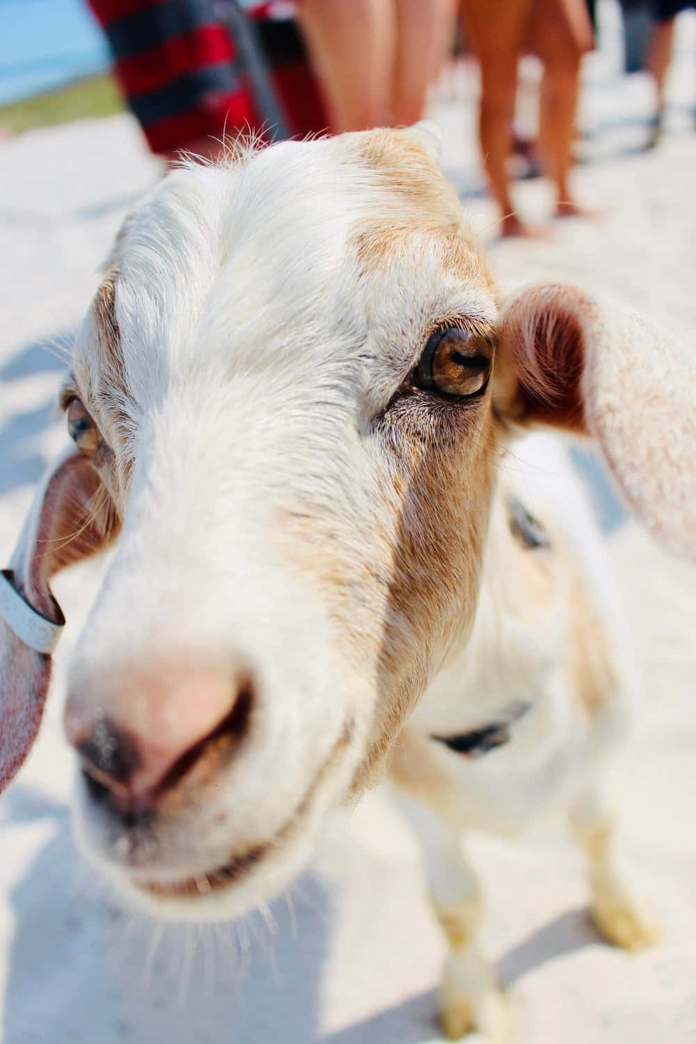 動物 桌布 壁紙 — 一隻好奇的白棕色山羊在明亮的沙灘上直視鏡頭的特寫。