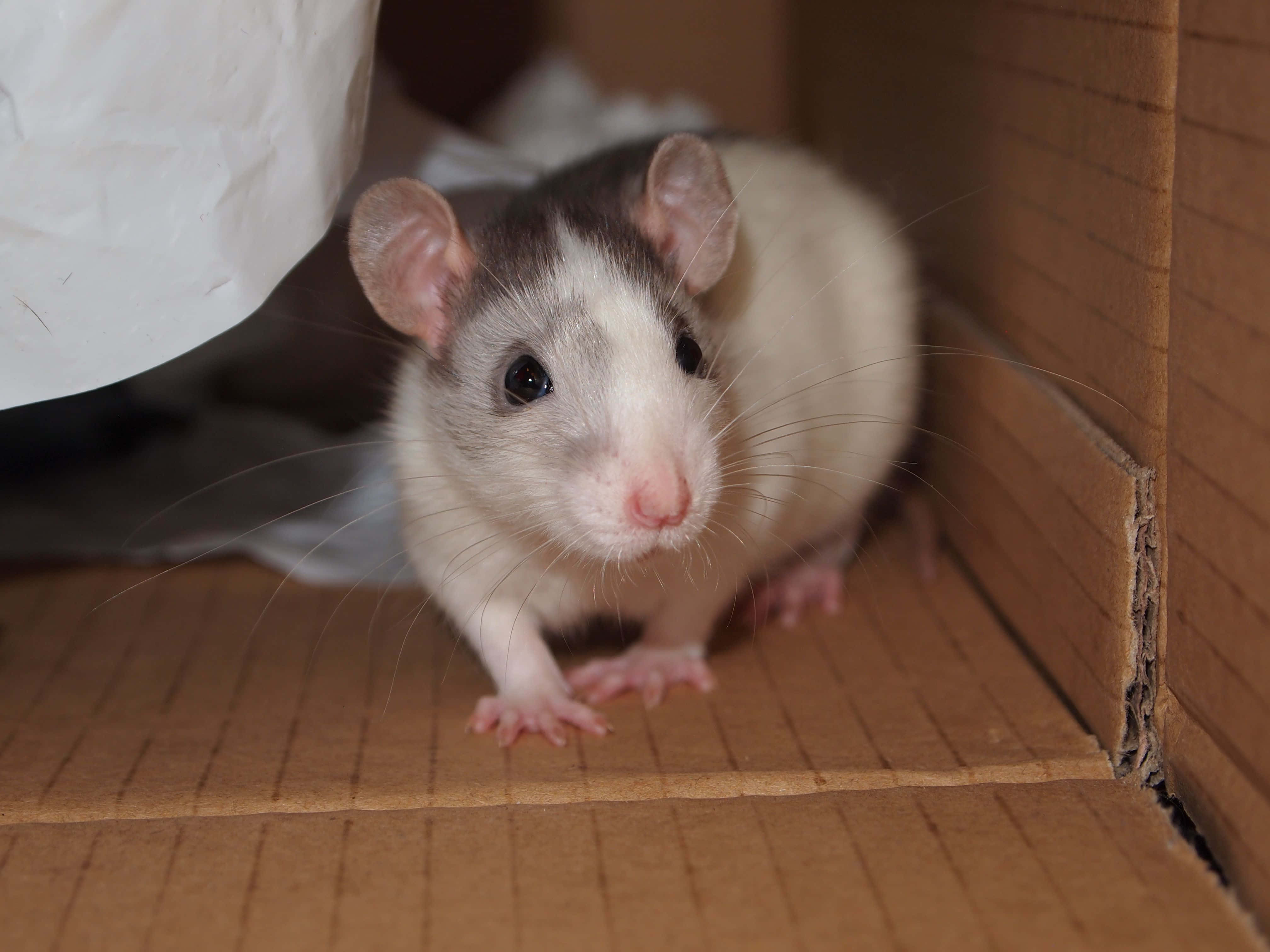 Rat 桌布 壁紙 — 一隻好奇的白灰色老鼠，粉紅色鼻子和鬍鬚，從紙箱內探出頭來。