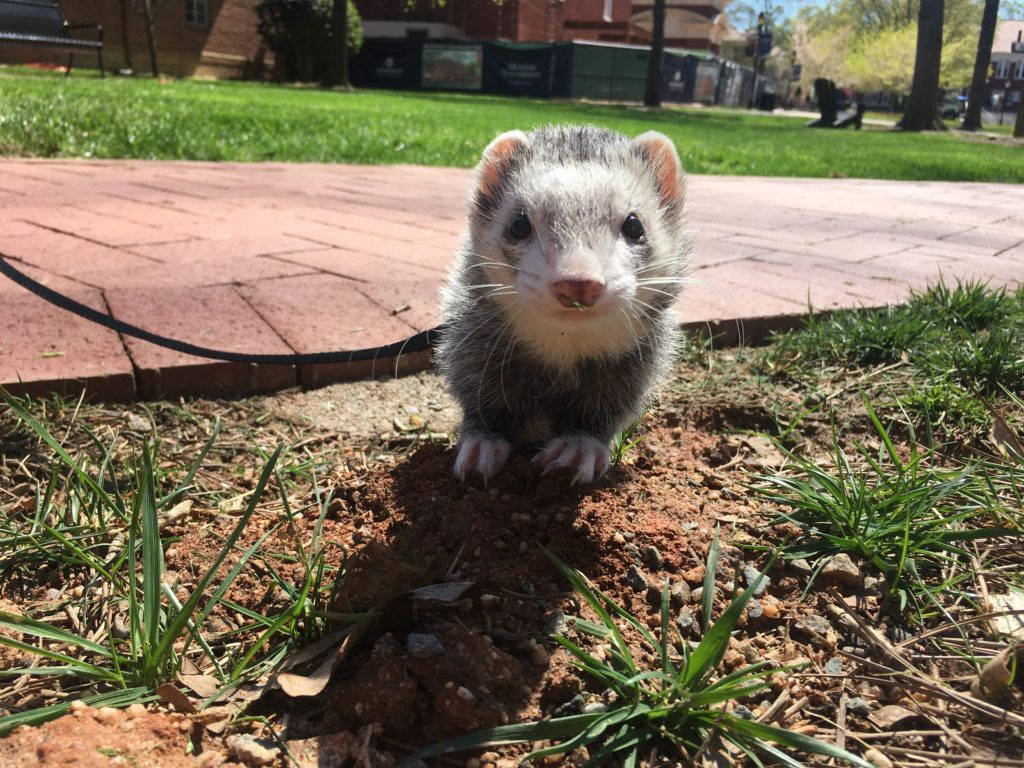 Ferret 桌布 壁紙 — 一隻好奇的白灰色雪貂在明亮的陽光下，警覺地站在磚砌步道附近的一塊泥土和草地上。
