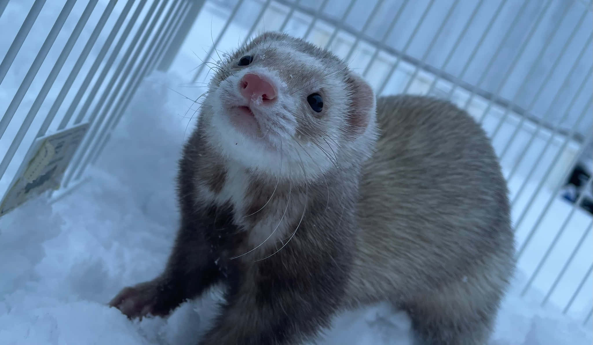 Ferret 桌布 壁紙 — 一隻好奇的白灰色雪貂坐在雪籠裡，睜著大大的黑眼睛向上看。