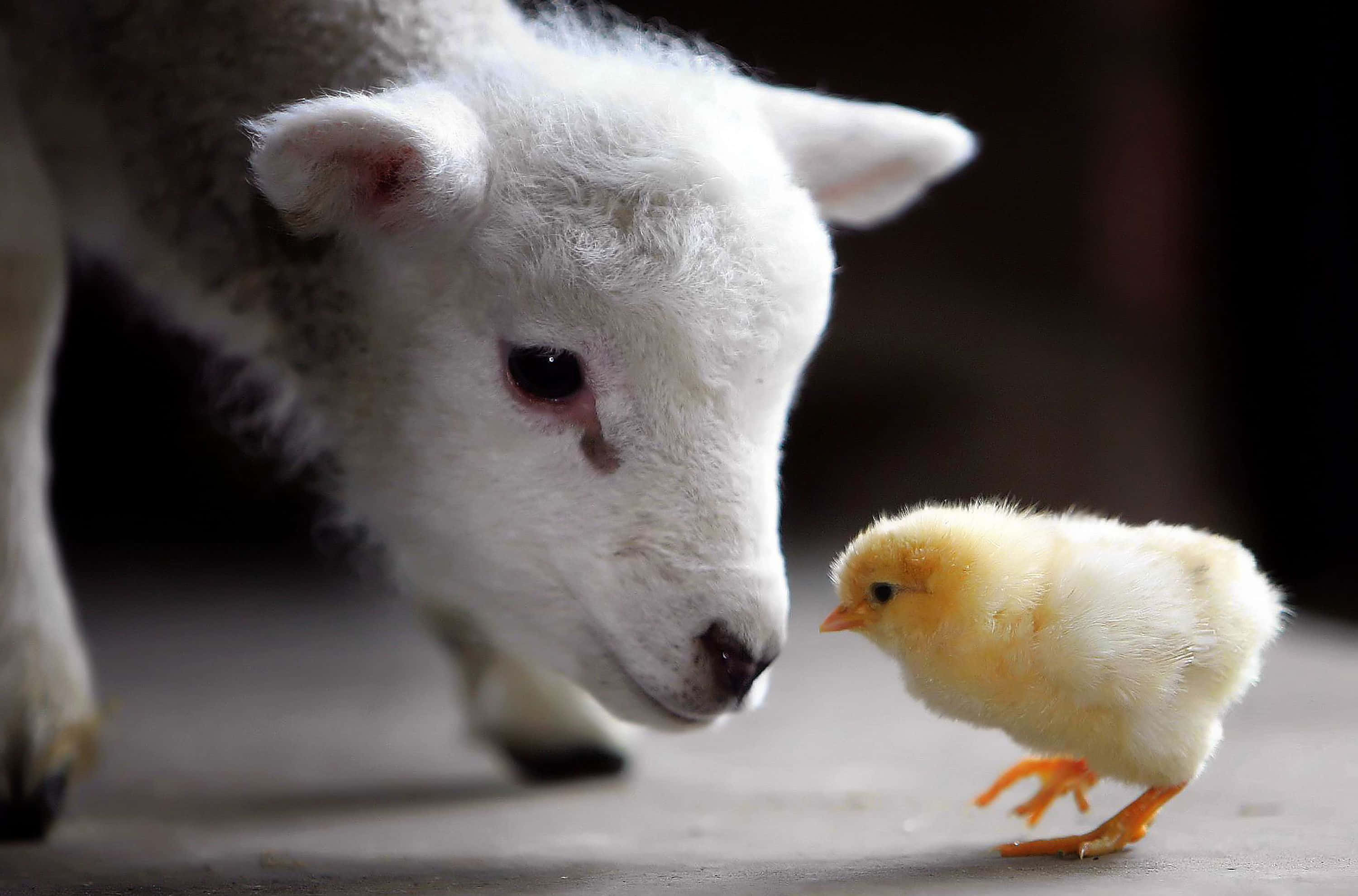 動物 桌布 壁紙 — 一隻好奇的白羊輕輕地用鼻子碰觸一隻小黃雞，背景是柔和焦點的室內環境。