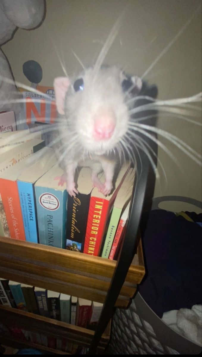 Rat 桌布 壁紙 — 一隻好奇的白老鼠，長著長長的鬍鬚，棲息在一堆色彩繽紛的書本上，處於舒適的室內環境中的特寫。