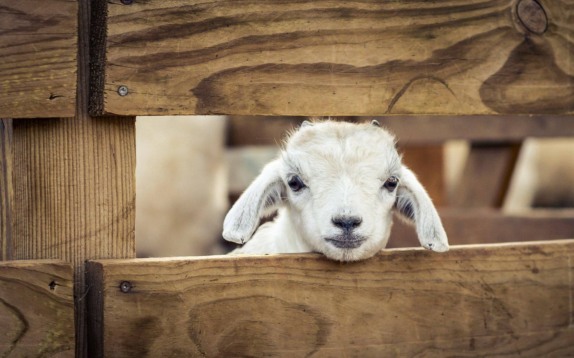 Farm Animal 桌布 壁紙 — 一隻好奇的白色小山羊從風化的木柵欄縫隙中探出頭來，背景柔和。