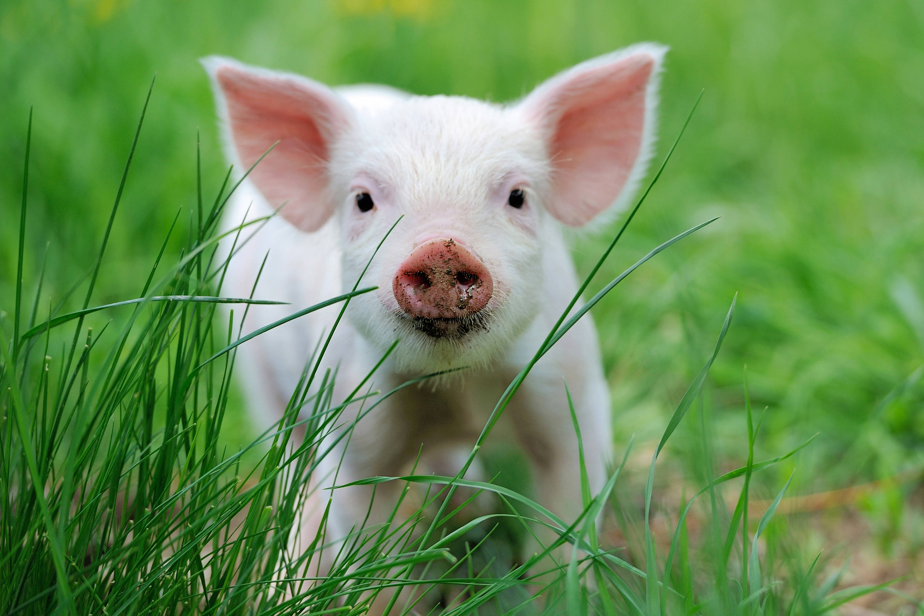 Pig 桌布 壁紙 — 一隻好奇的白色小豬，粉紅色的耳朵，在陽光明媚的田野中透過鮮綠色的草叢窺視。