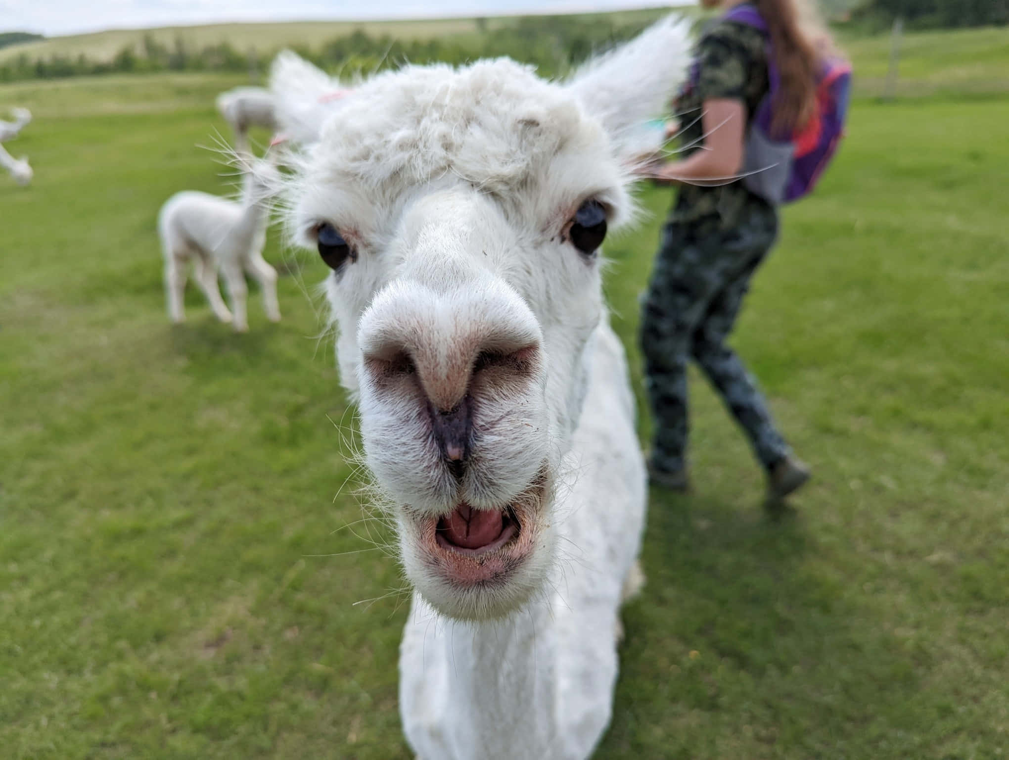 動物 桌布 壁紙 — 一隻好奇的白色羊駝伸出舌頭，背後有人正在草地上行走的特寫。