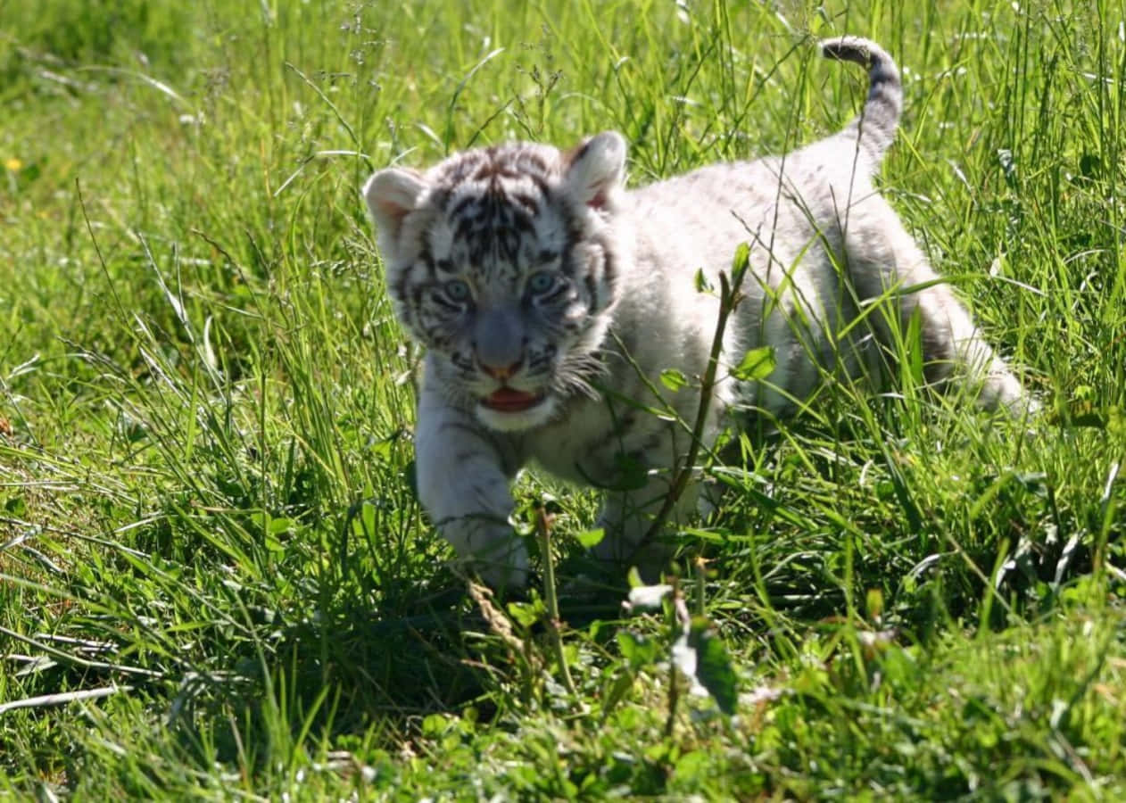 Baby Tiger 桌布 壁紙 — 一隻好奇的白色老虎寶寶，藍色眼睛，小心翼翼地穿過高聳的陽光照射下的綠色草地。