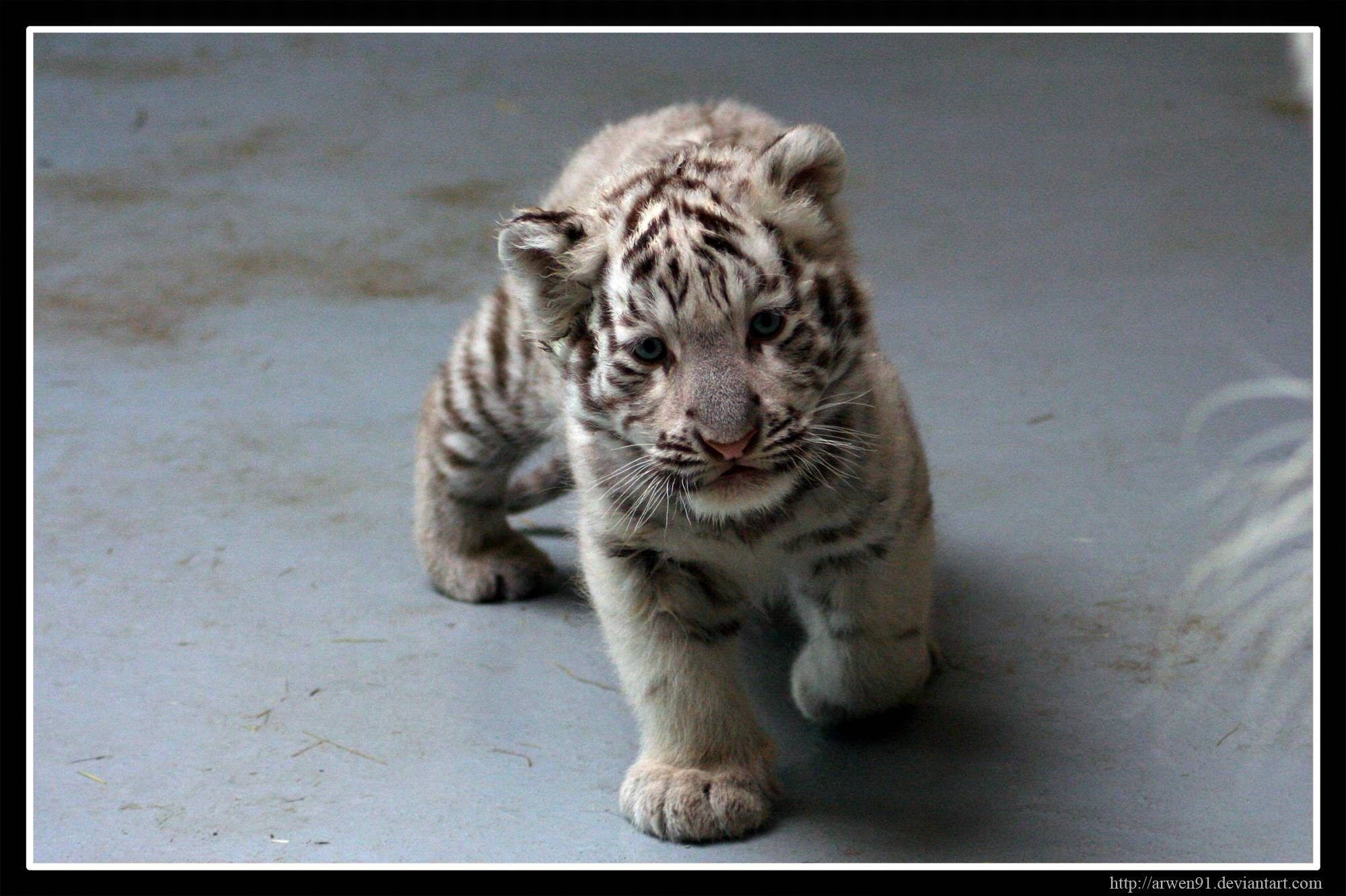 Baby Tiger 桌布 壁紙 — 一隻好奇的白色老虎寶寶，身上有黑色條紋，在灰色地板上向前走，大大的眼睛專注地盯著鏡頭。