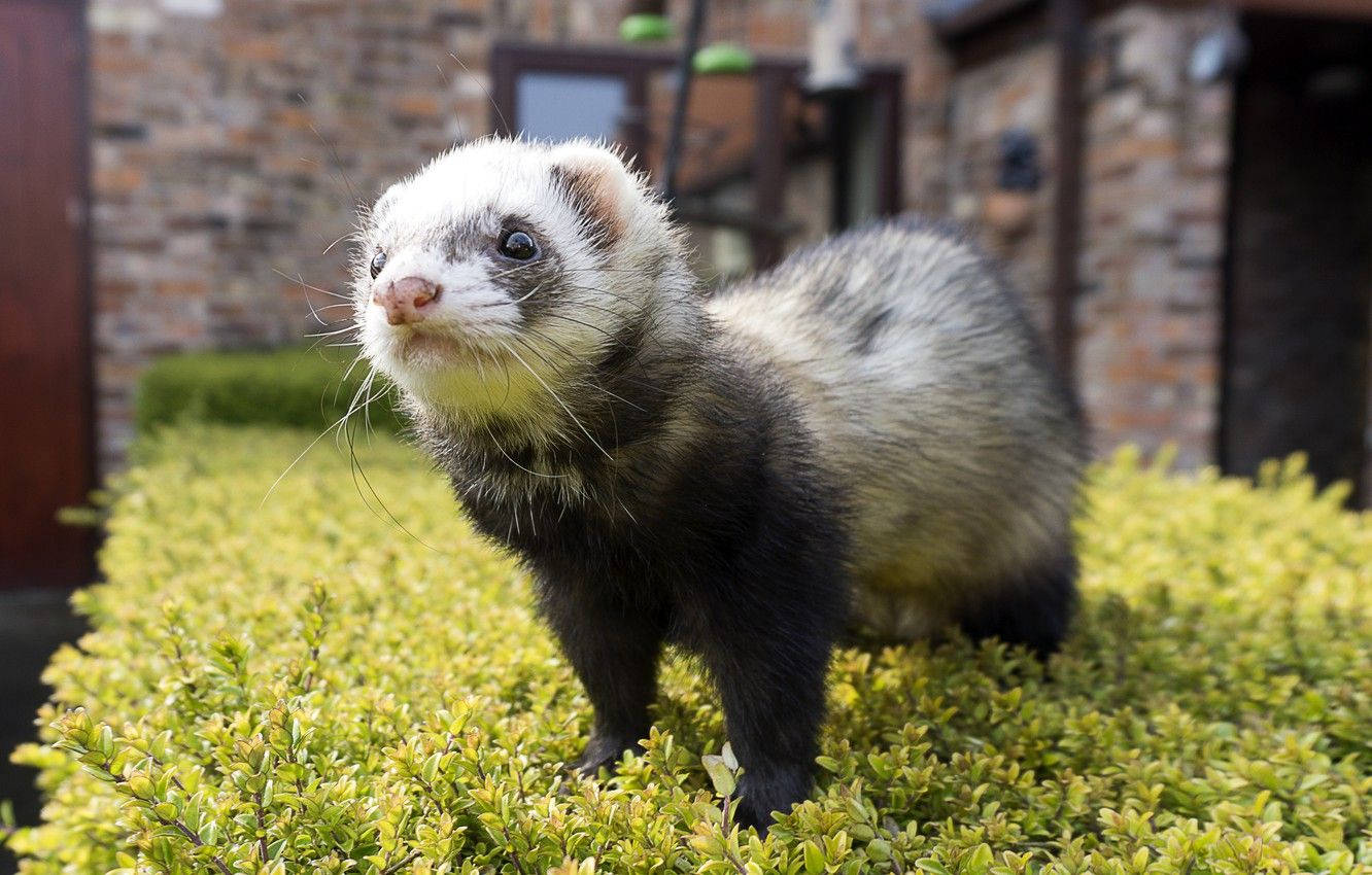 Ferret 桌布 壁紙 — 一隻好奇的白面黑身雪貂警覺地站在石建築前茂密的綠色樹籬上。