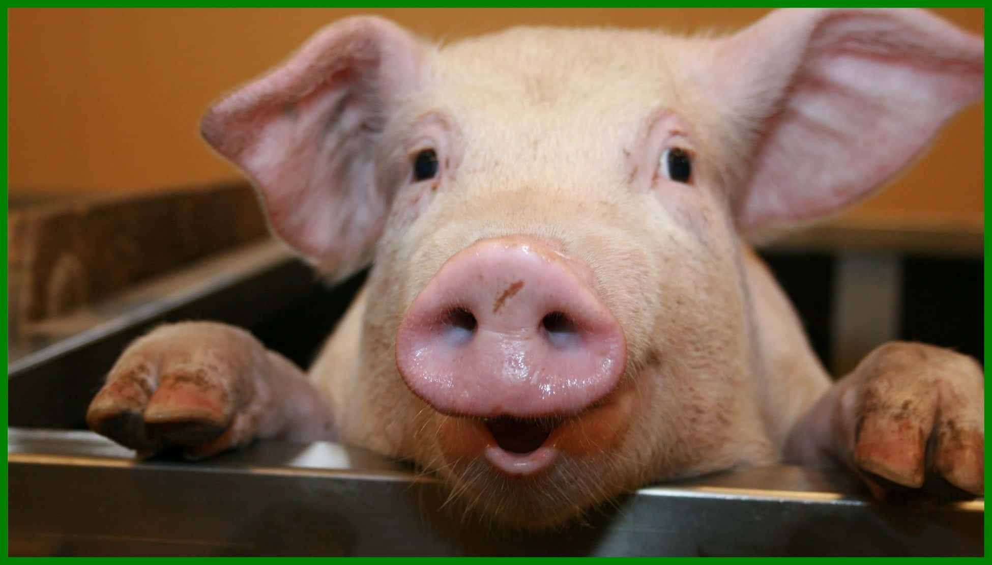 Pig 桌布 壁紙 — 一隻好奇的粉紅色小豬，前爪擱在金屬圍欄邊緣，探頭張望的特寫。
