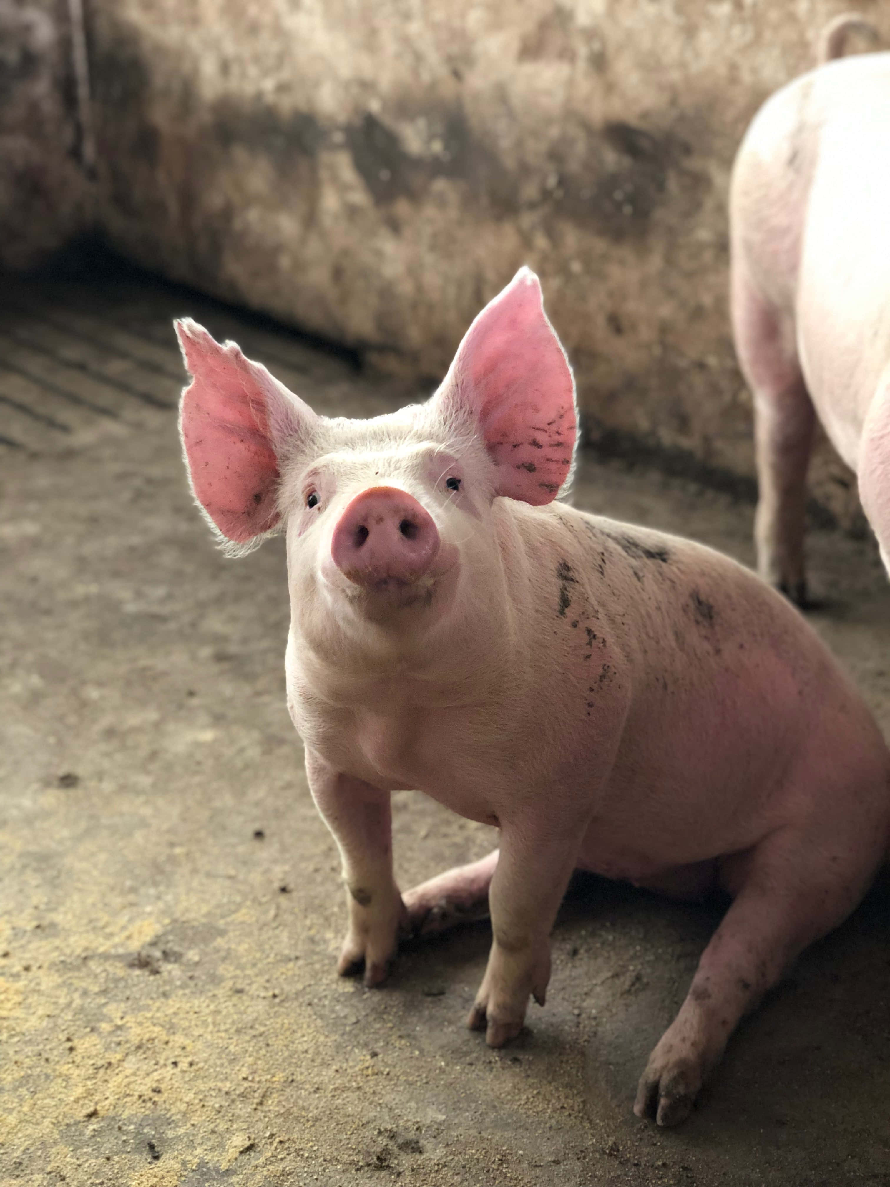 Pig 桌布 壁紙 — 一隻好奇的粉紅色小豬，有大耳朵，坐在穀倉的水泥地上，直視鏡頭。