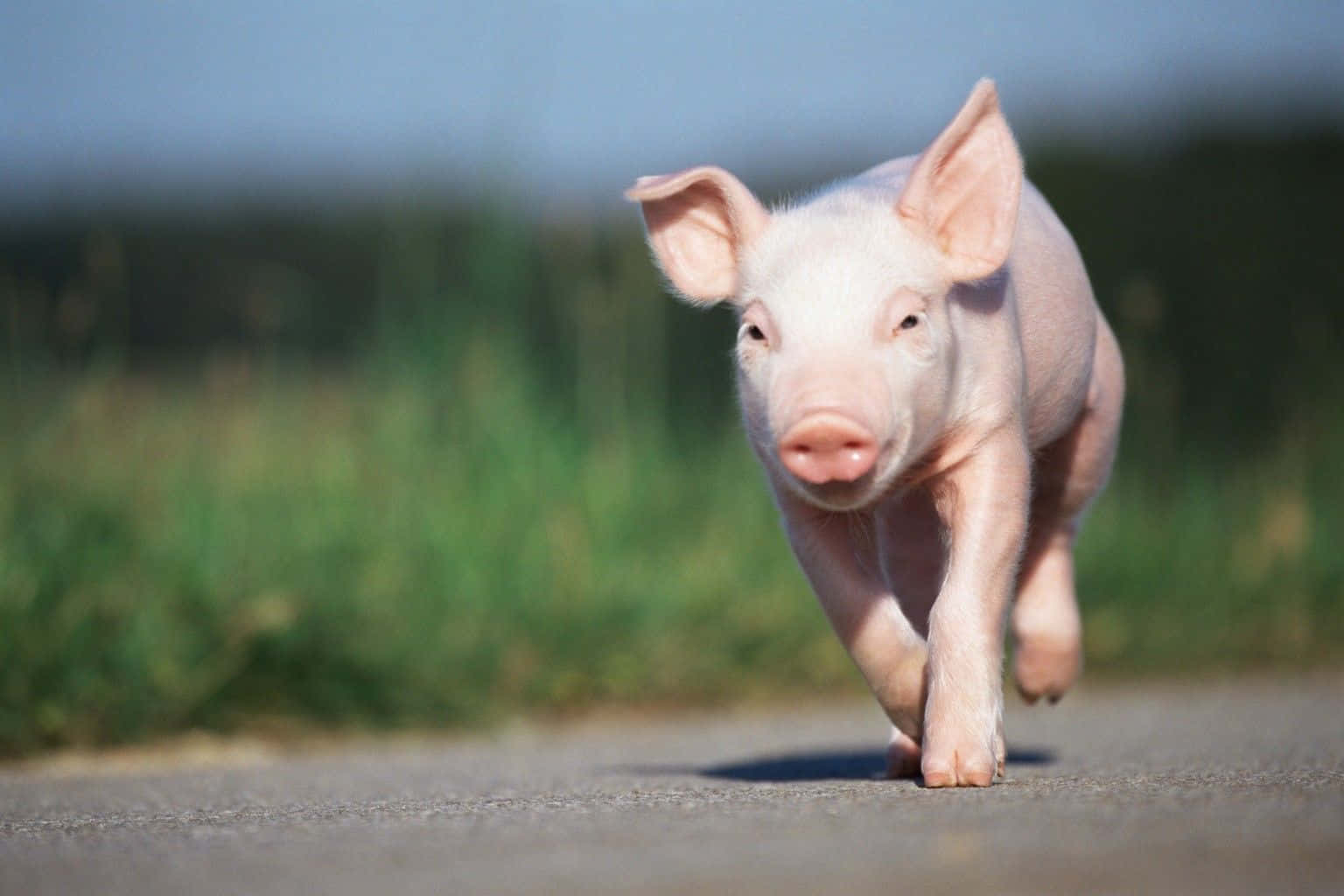 Pig 桌布 壁紙 — 一隻好奇的粉紅色小豬在鋪砌的小路上向鏡頭跑來，背景有綠草和藍天。