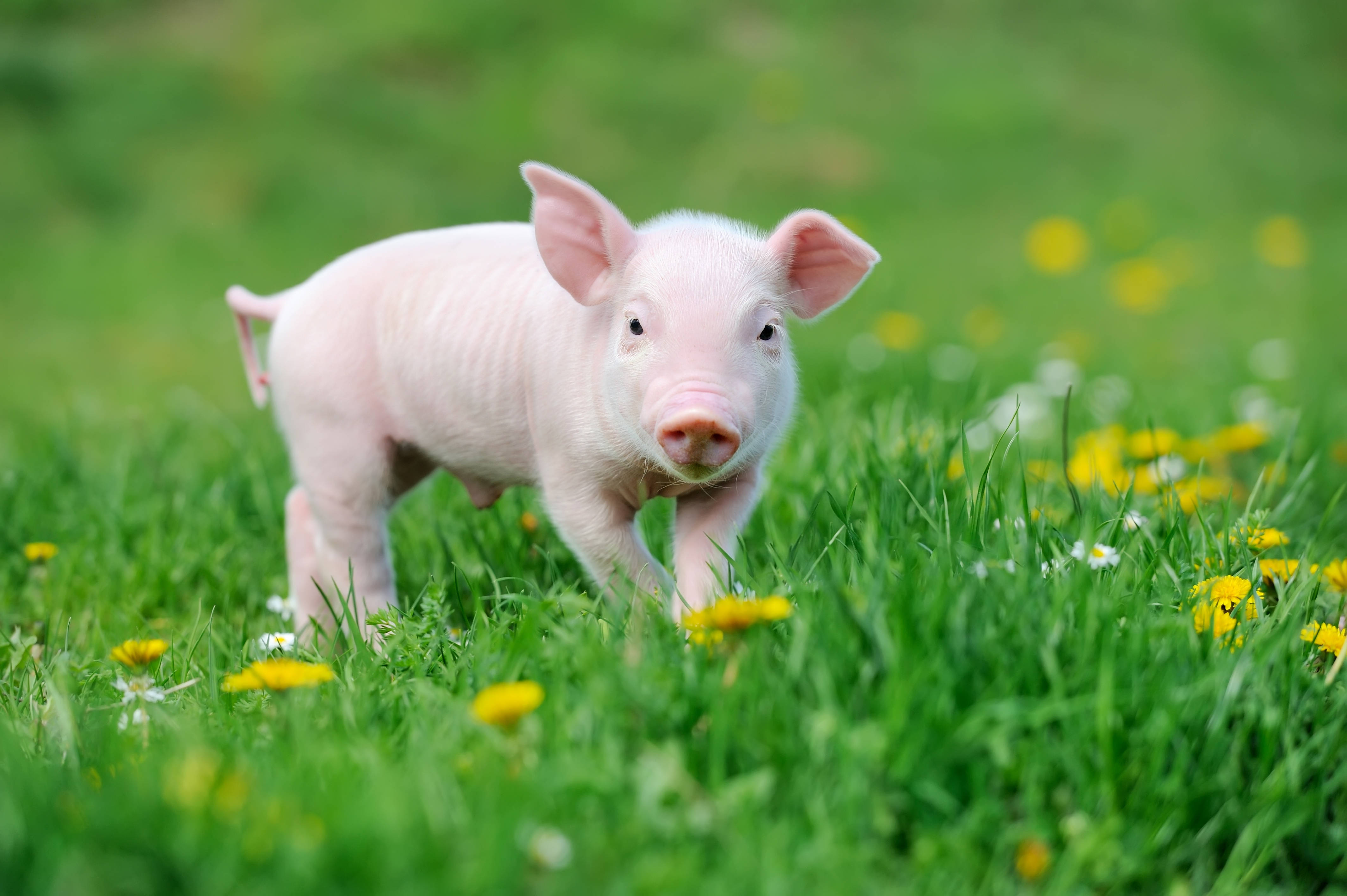 Pig 桌布 壁紙 — 一隻好奇的粉紅色小豬站在充滿活力的綠色草地上，草地上點綴著黃色蒲公英和白色花朵。