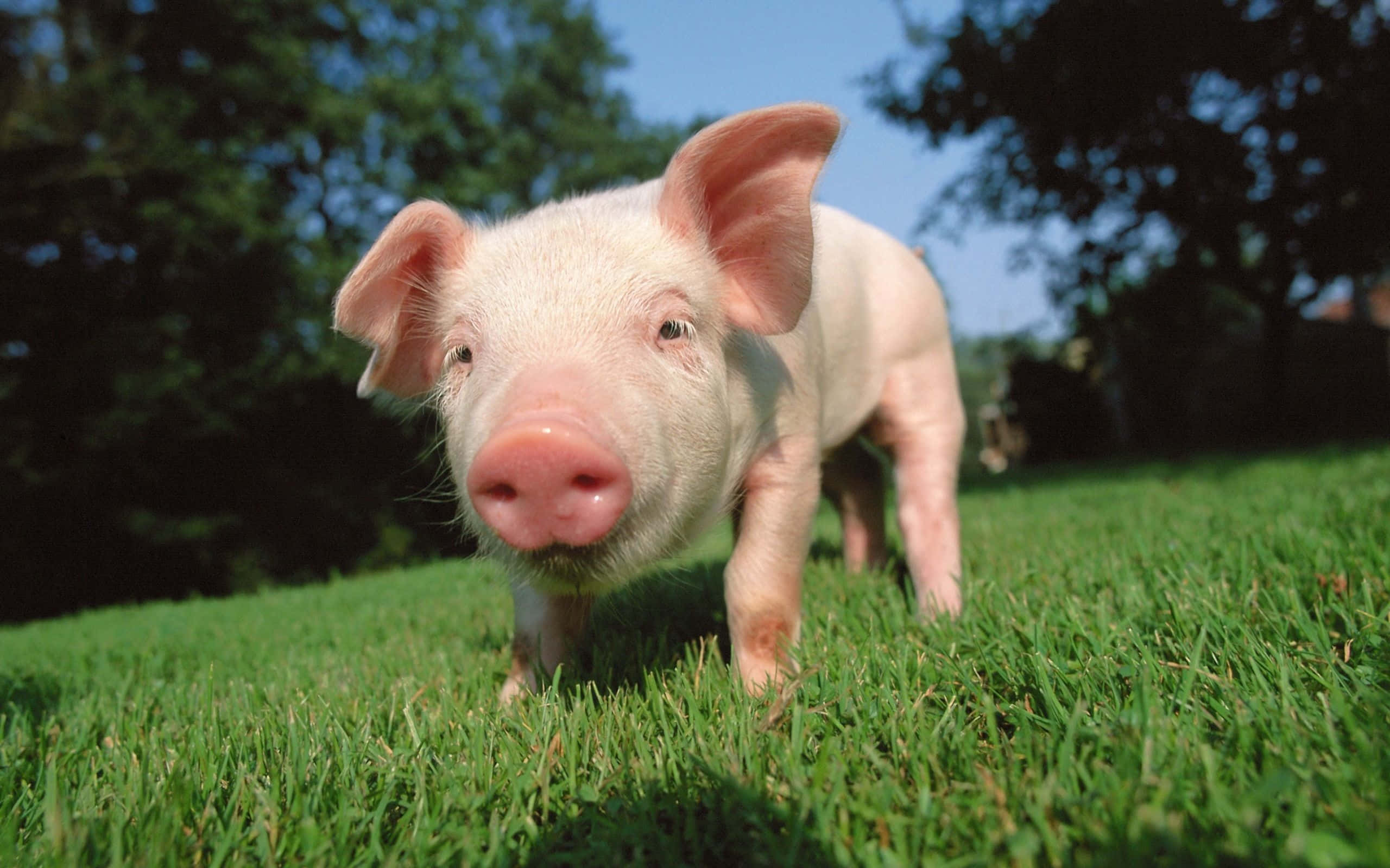 Pig 桌布 壁紙 — 一隻好奇的粉紅色小豬站在充滿活力的綠色草地上，背景是晴朗的藍天和樹木。