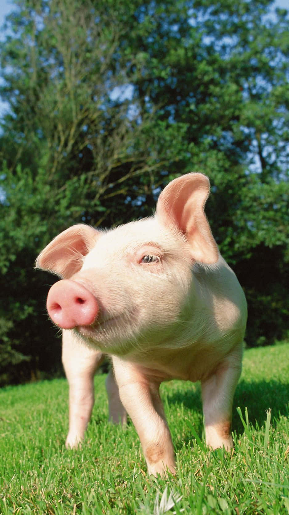 Pig 桌布 壁紙 — 一隻好奇的粉紅色小豬站在茂盛的綠草上，在明亮的陽光下，背景有樹木。