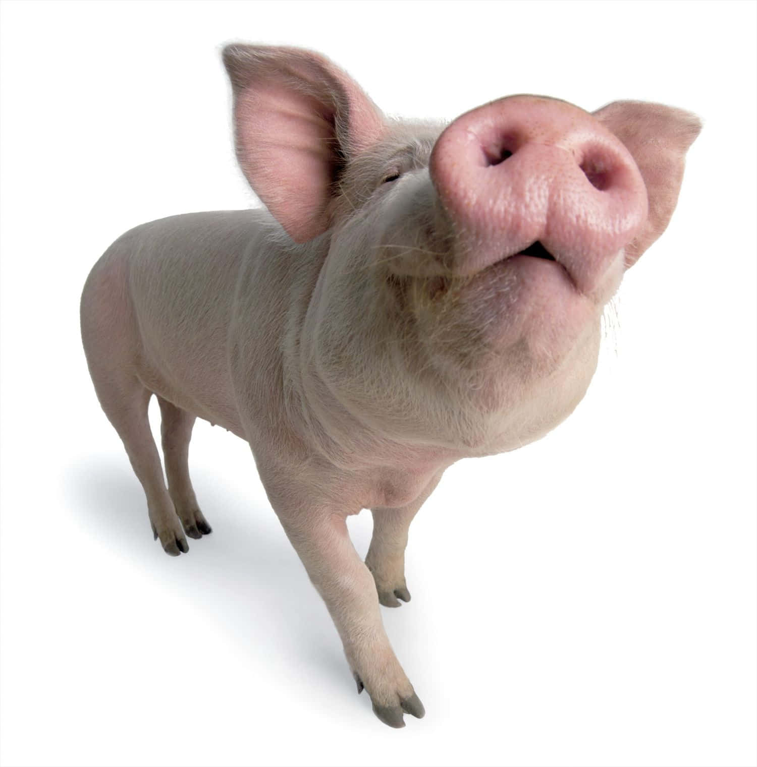 Pig 桌布 壁紙 — 一隻好奇的粉紅色豬站在純白色背景前，頭部向上傾斜。
