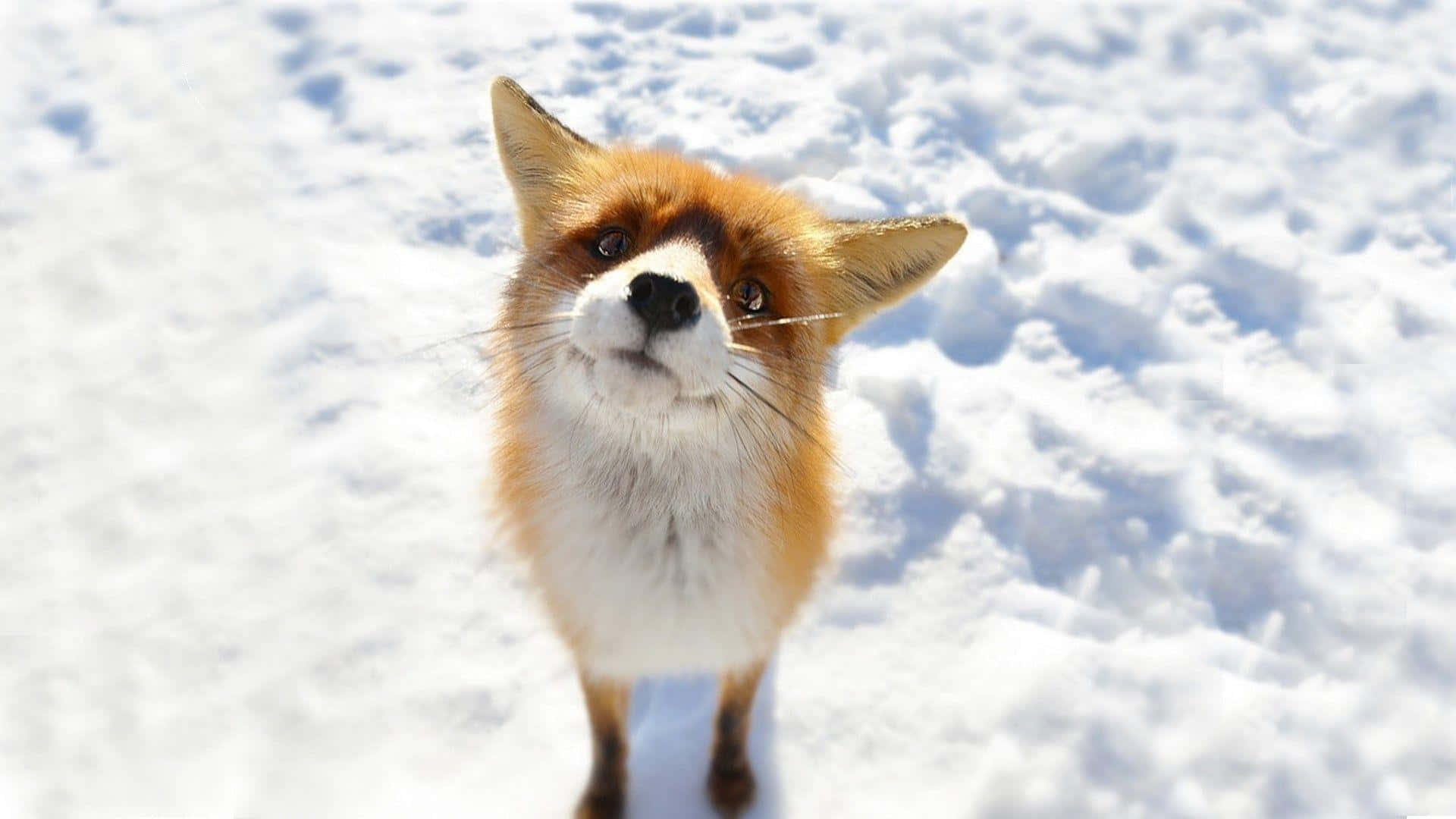 一隻紅狐站在雪中，抬頭看向相機。 — 可愛狐狸 壁紙