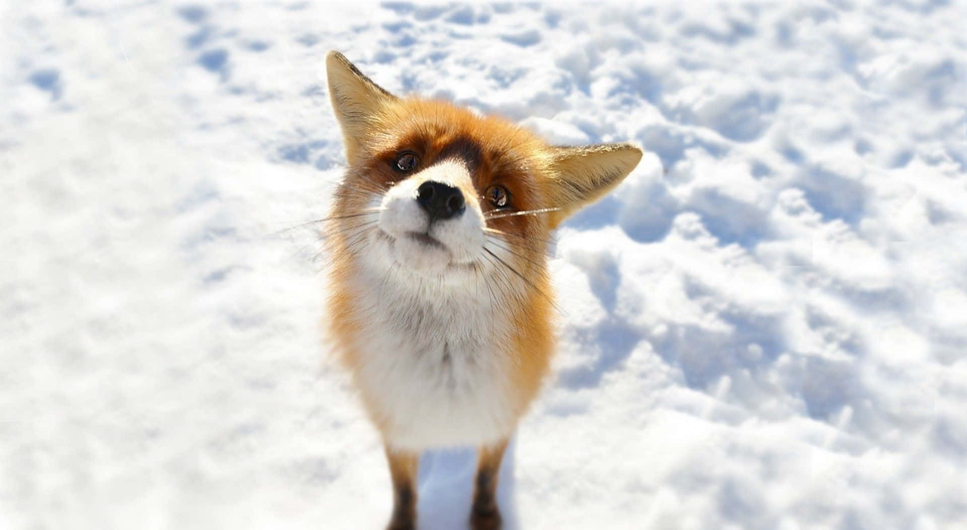  壁紙 — 一隻好奇的紅狐站在深雪中，用明亮的眼睛向上凝視，背景是明亮的冬日景色。
