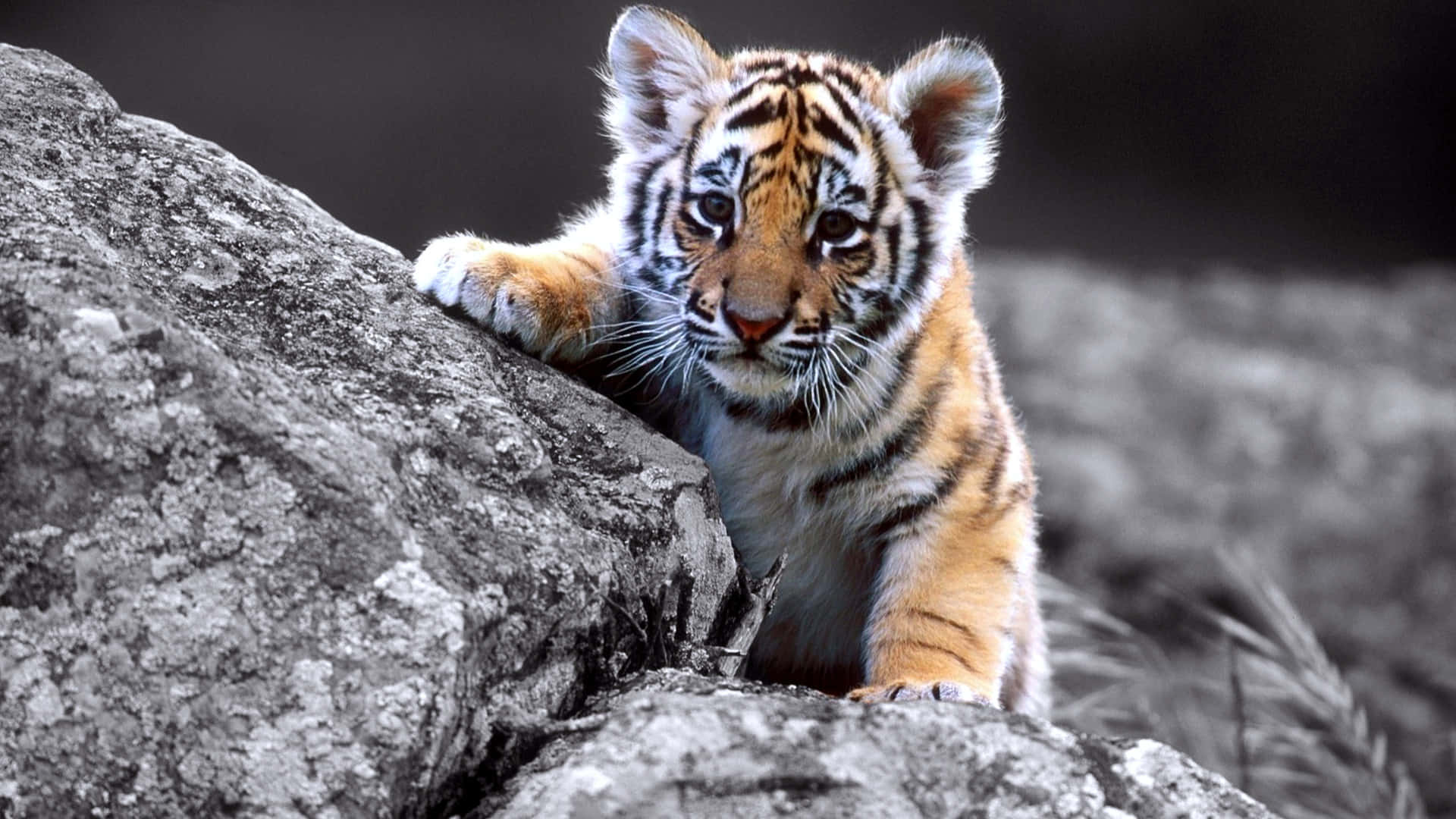 Baby Tiger 桌布 壁紙 — 一隻好奇的老虎寶寶，有橙色條紋，在單色背景中從紋理灰色岩石上窺視。