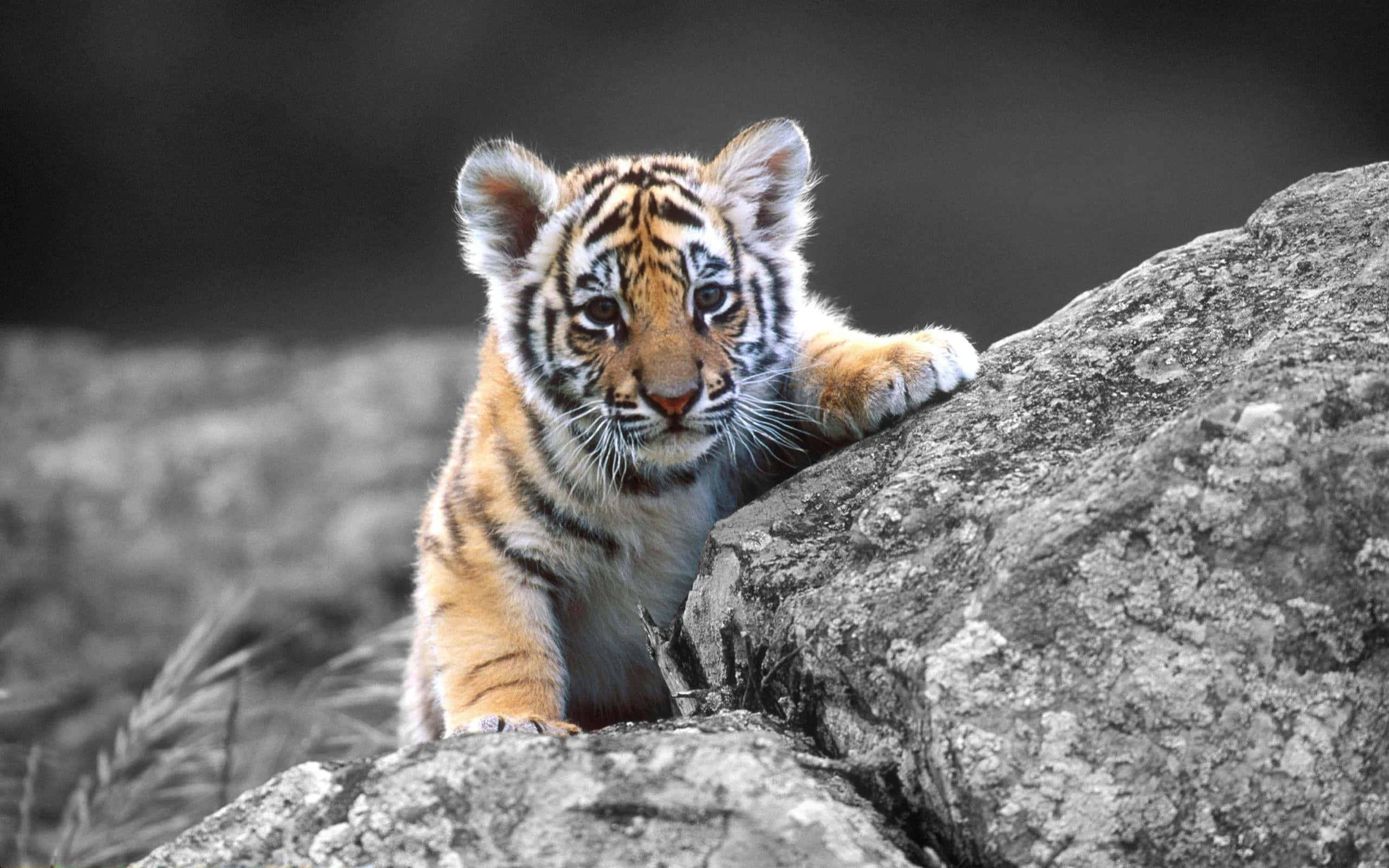 Baby Tiger 桌布 壁紙 — 一隻好奇的老虎寶寶，有橙色毛和黑色條紋，在單色背景的紋理岩石上窺視。